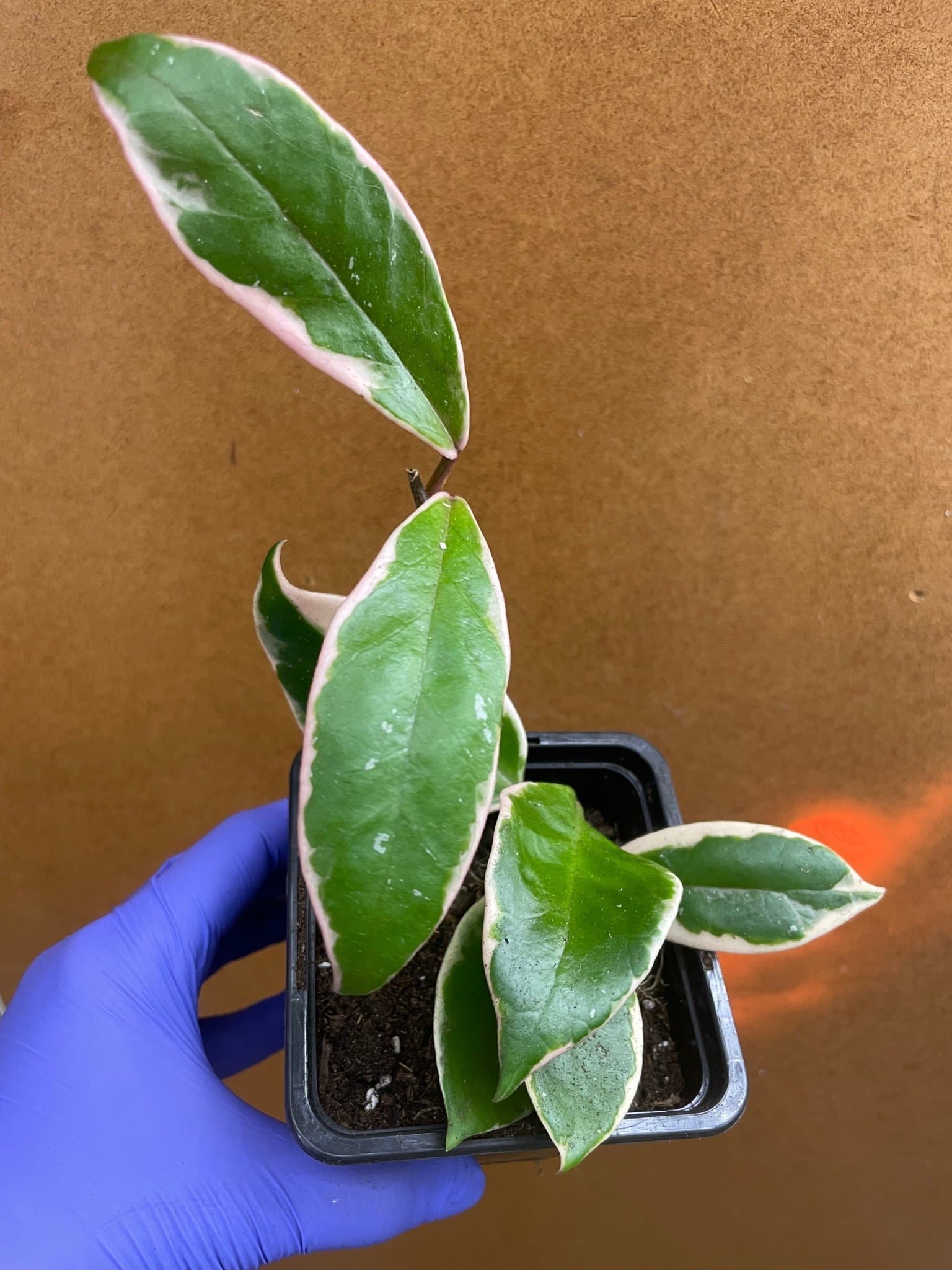 Hoya Krimson Queen