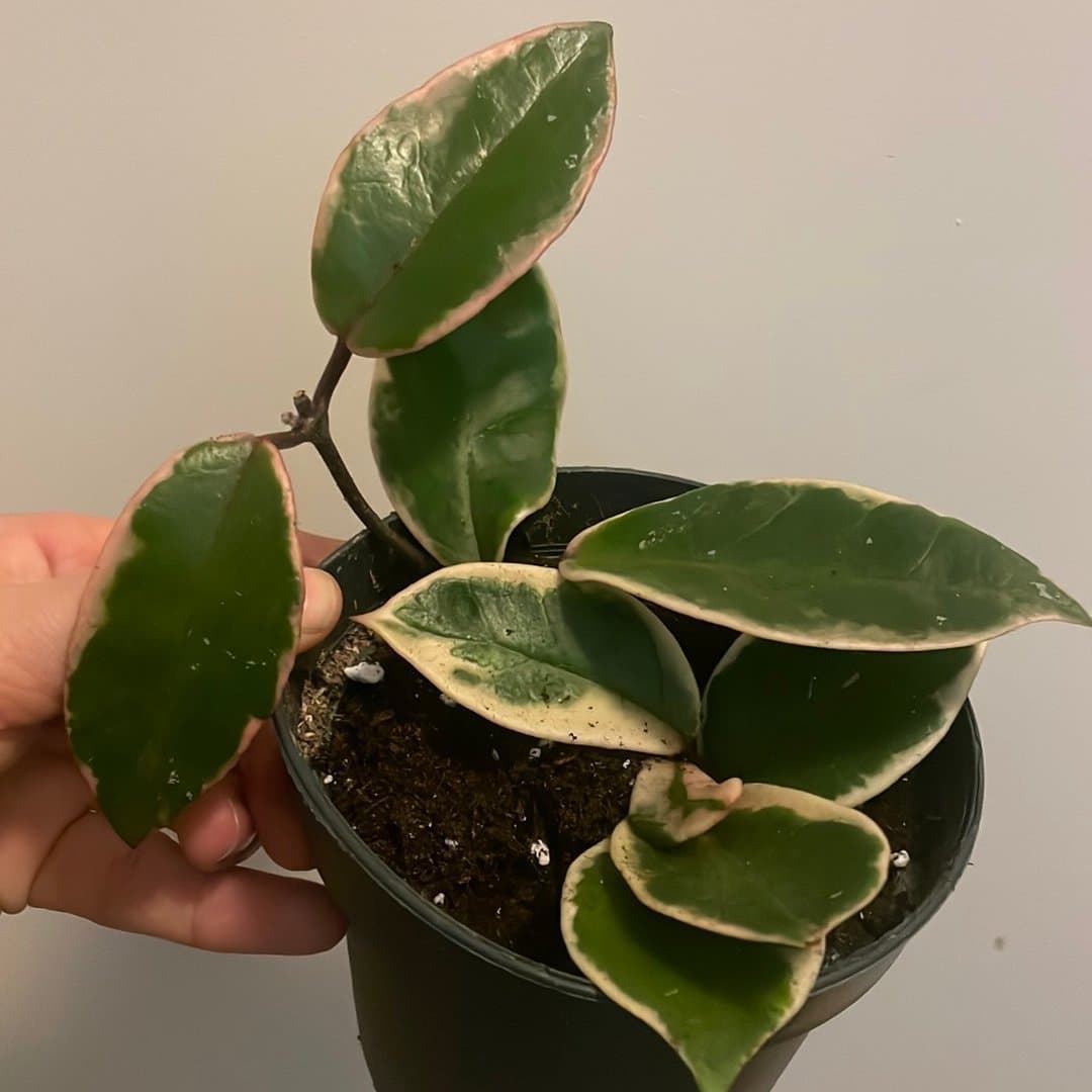 Hoya Krimson Queen