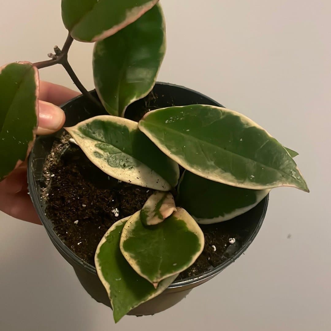 Hoya Krimson Queen