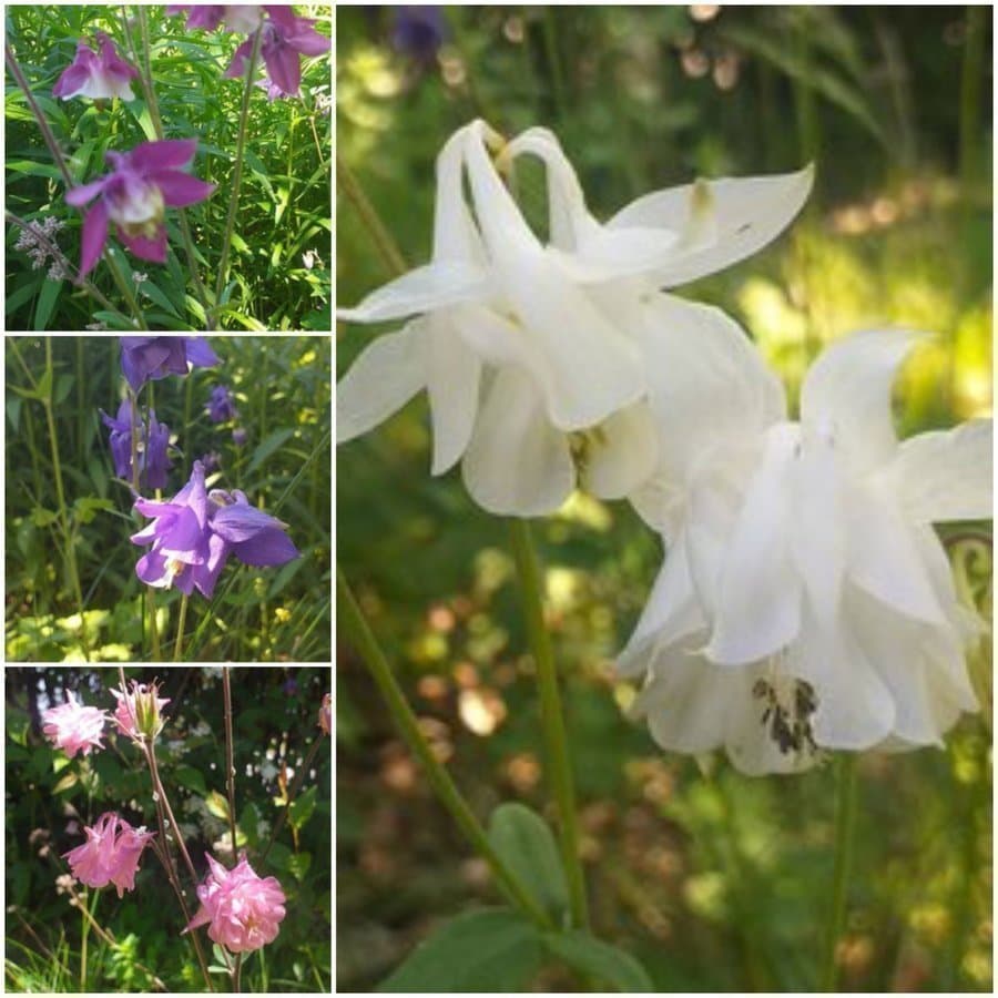 AKLEJA - AKVILEJA Mormorsväxt eller Torparväxt 2 rotade plantor