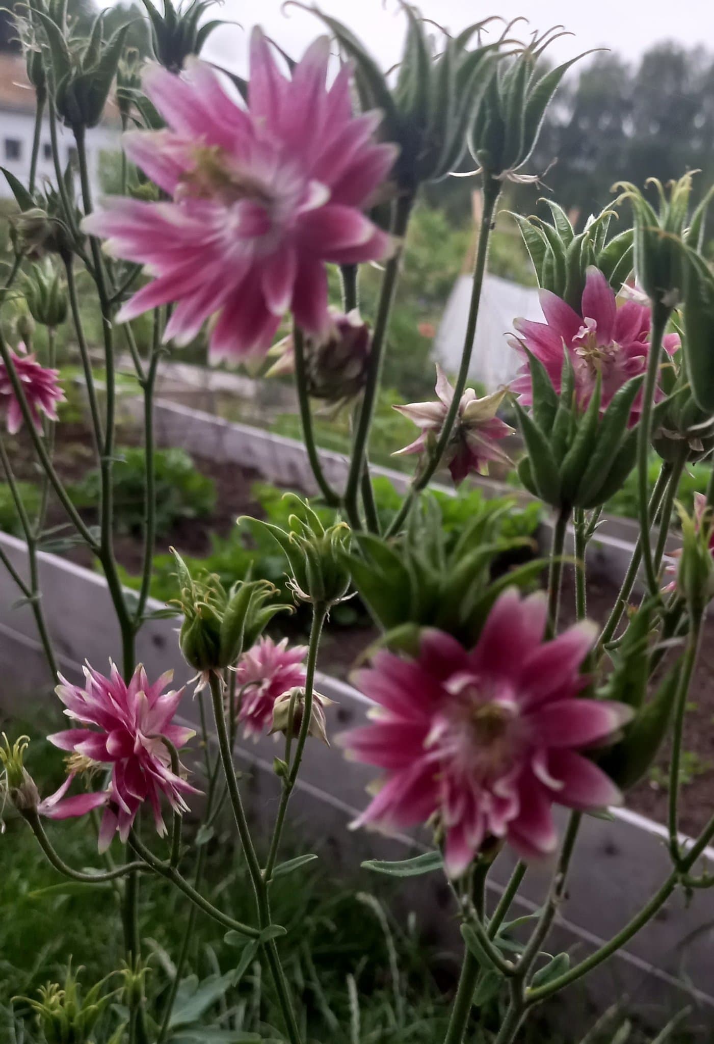 AKLEJA - AKVILEJA Mormorsväxt eller Torparväxt 2 rotade plantor