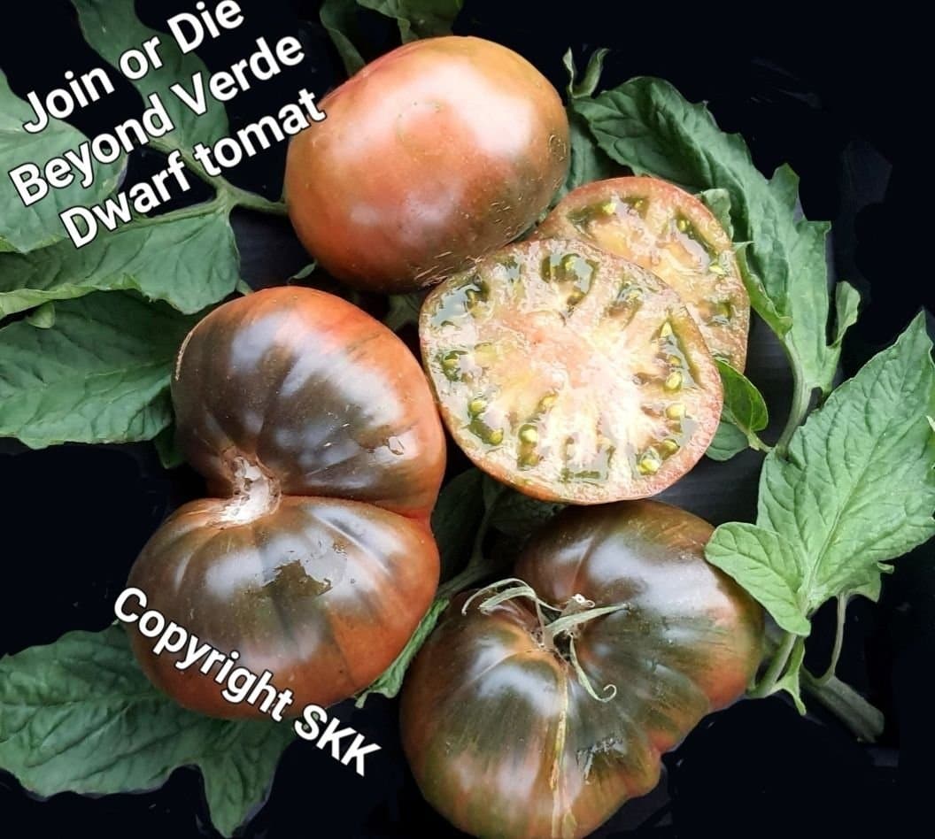 Stort fröpaket av 9 sorter supergoda tomater!