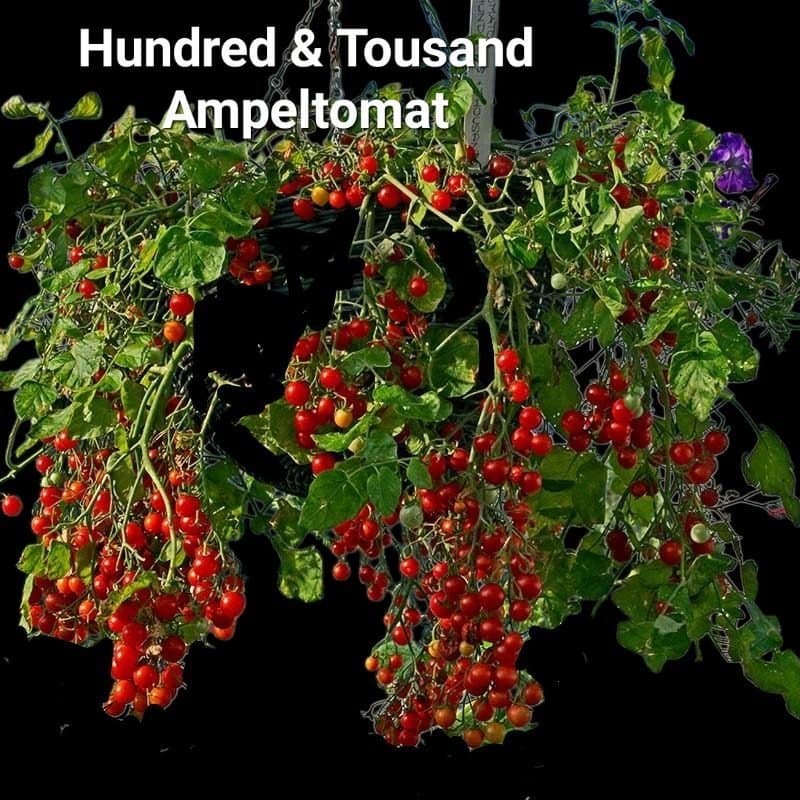 Stort fröpaket av 9 sorter supergoda tomater!