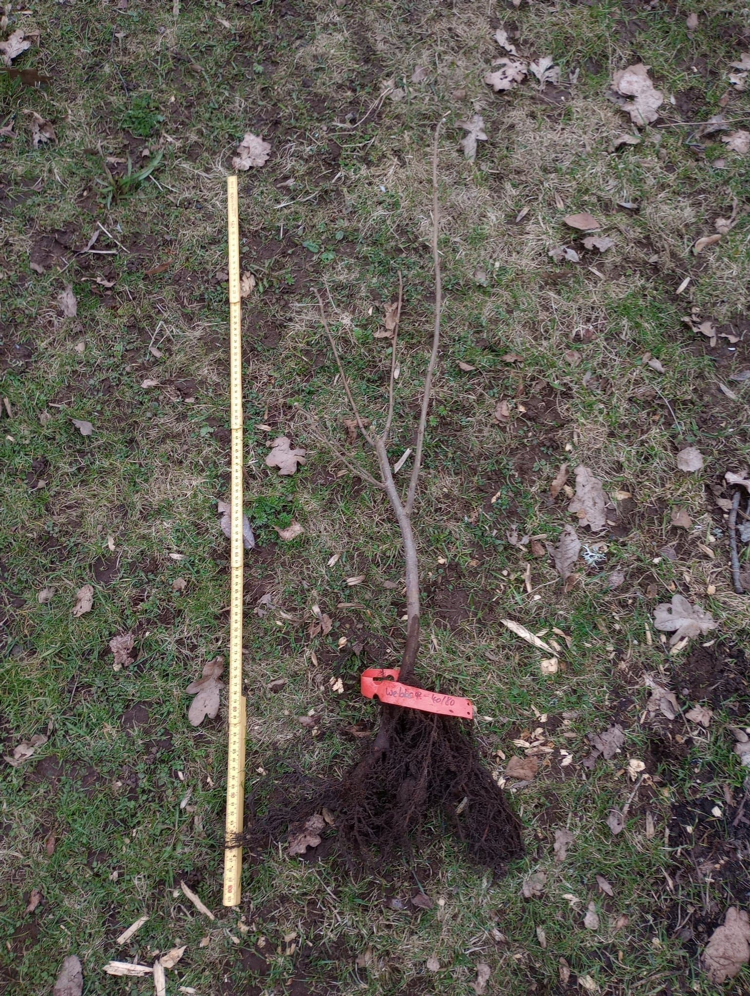 Hasselbuske Webb's Prize Cob