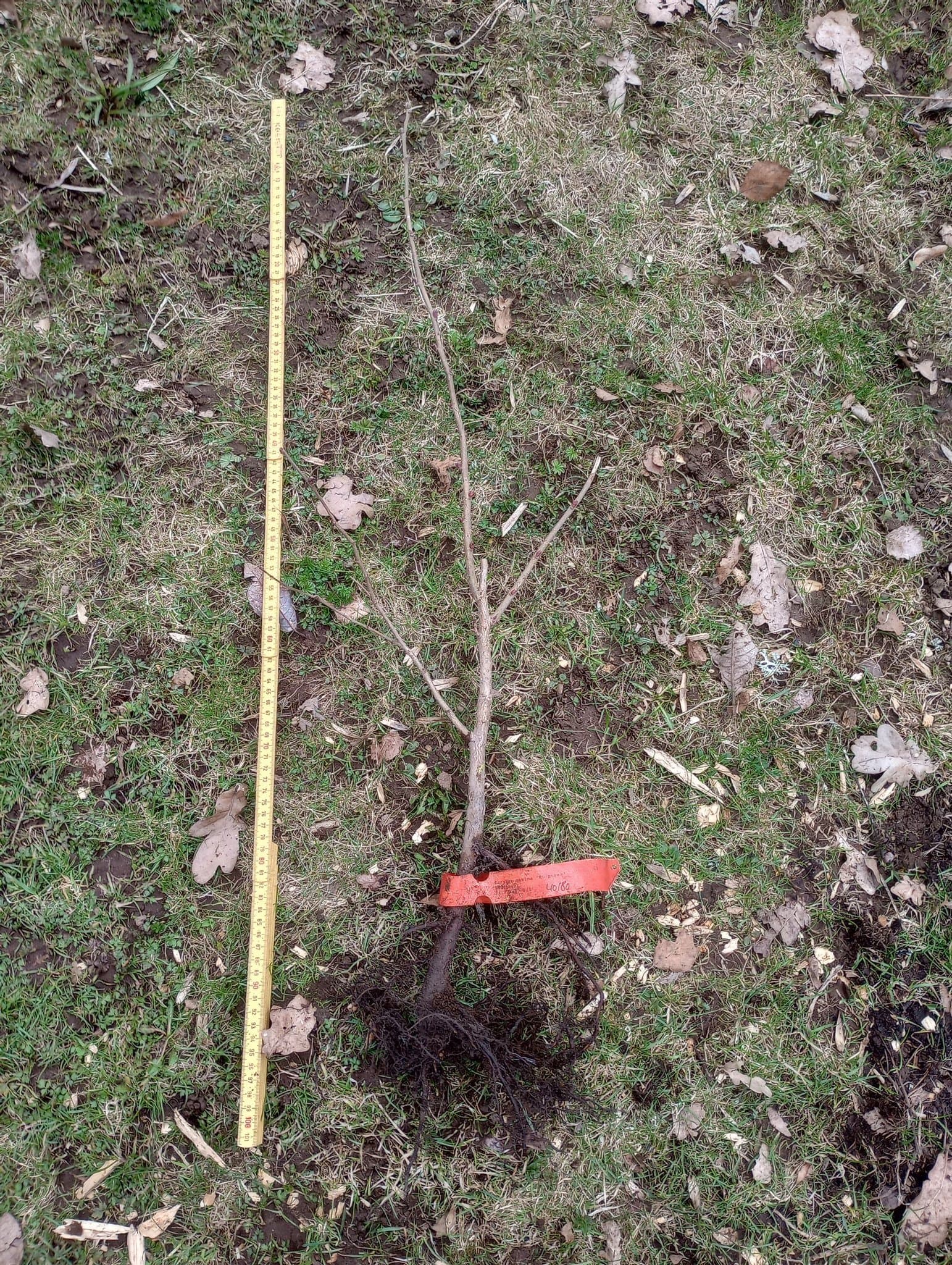 Hasselbuske Purpurea Blodhassel