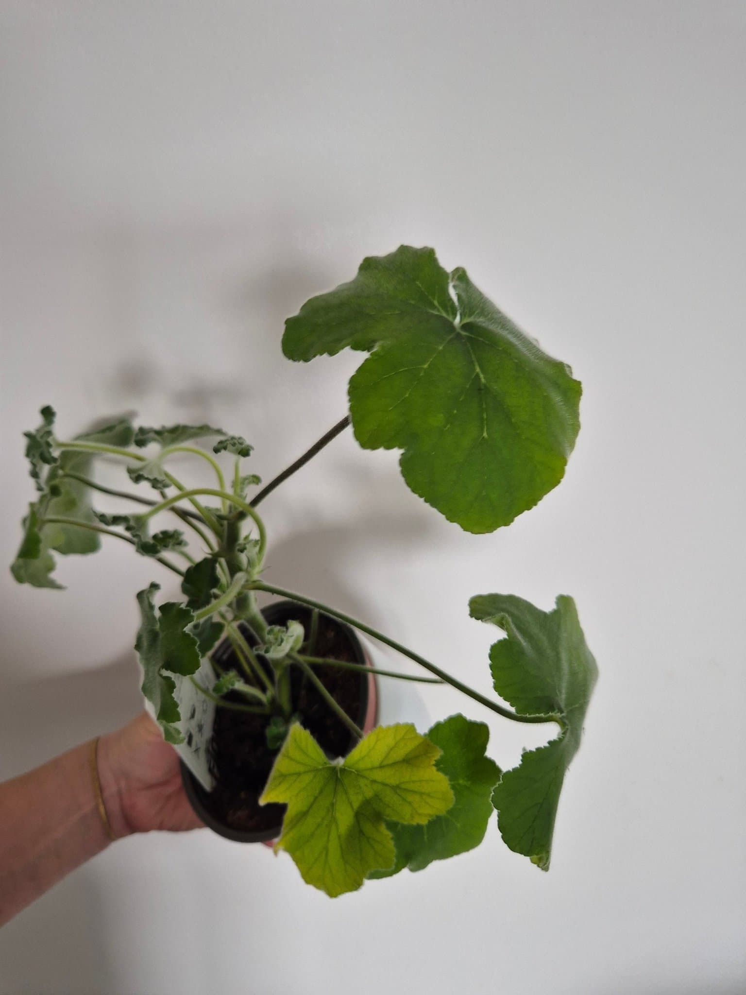 Doftpelargon P. tomentosum