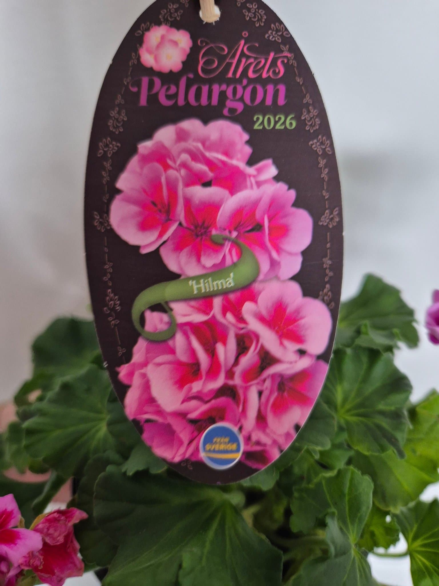 Pelargon 'Hilma'