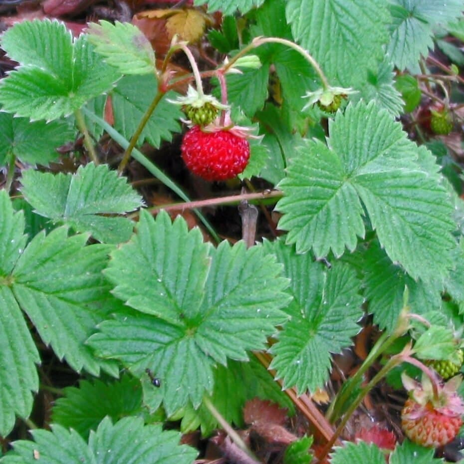 Smultron, 10 små plantor