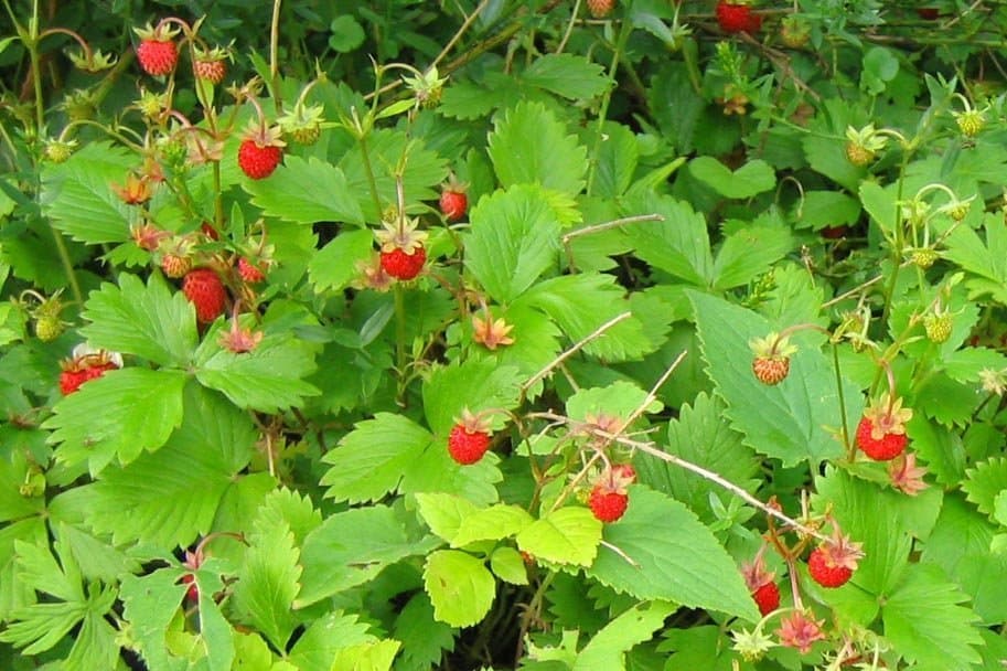 Smultron, 10 små plantor