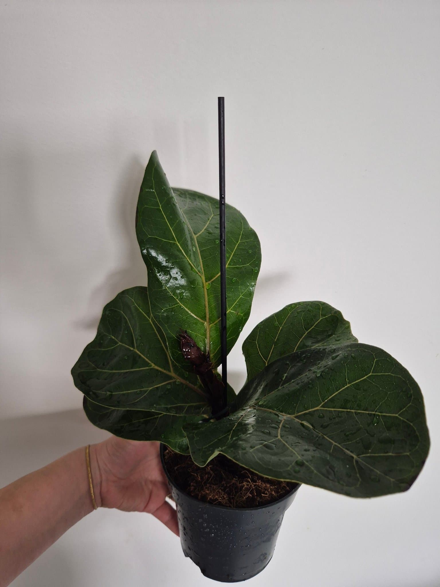 Ficus Lyrata - Fiolbladsfikus