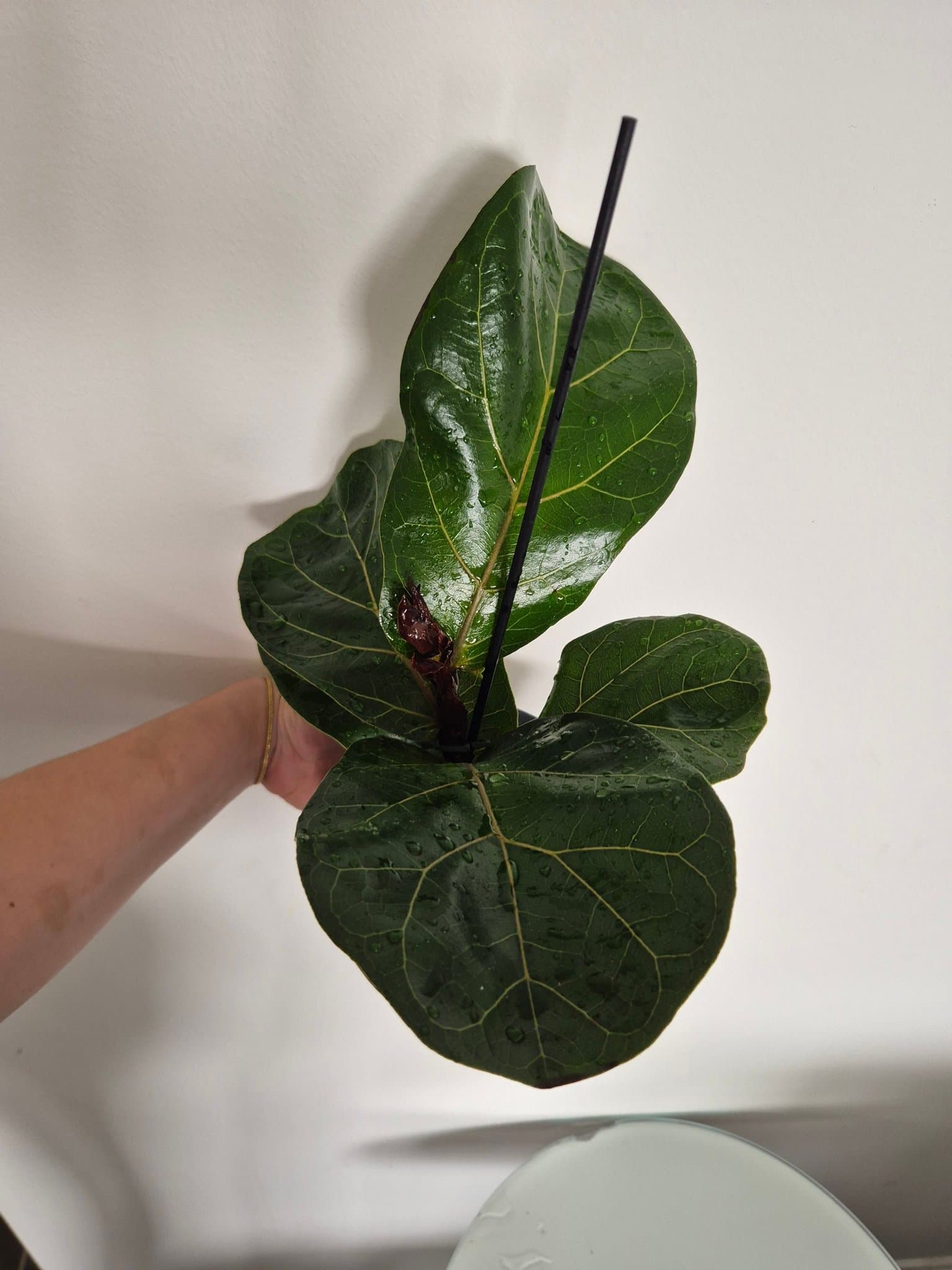 Ficus Lyrata - Fiolbladsfikus