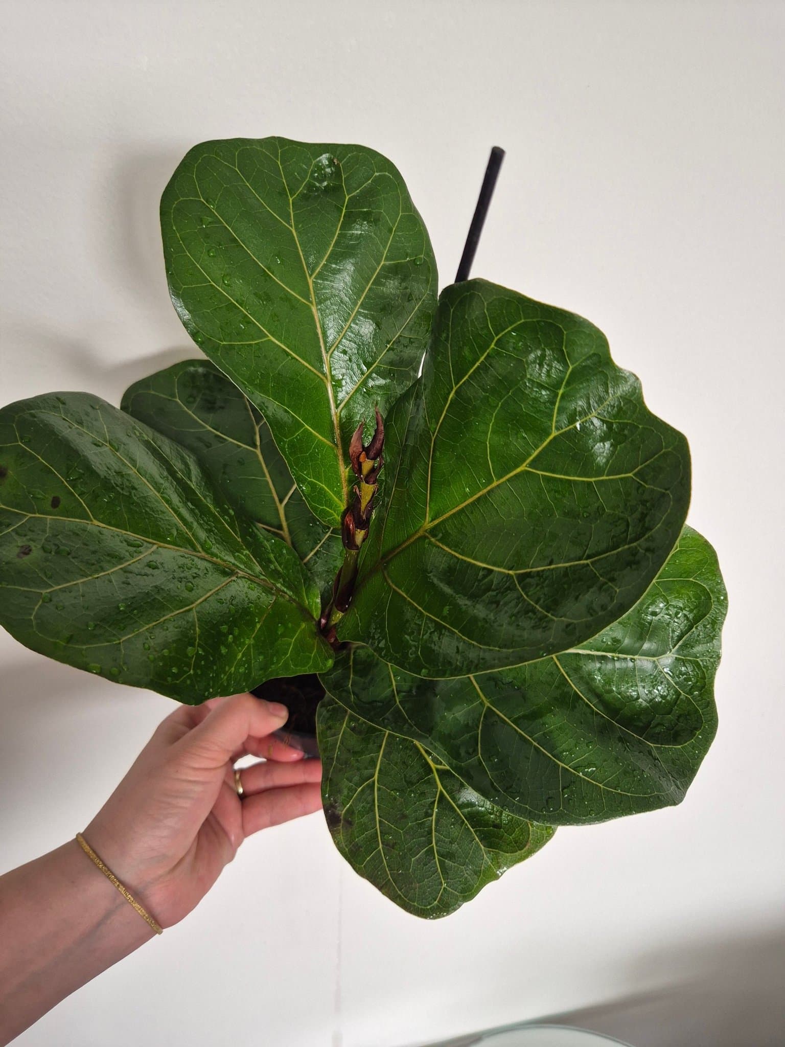 Fiolfikus (Ficus lyrata)