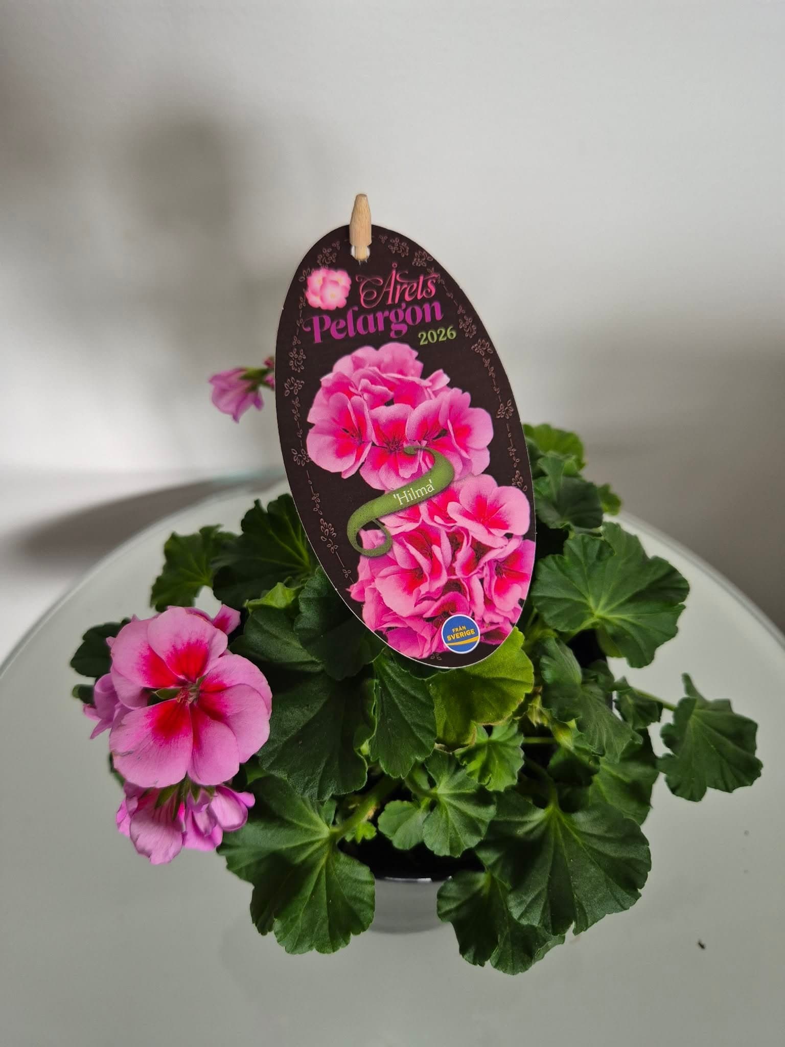 Pelargon 'Hilma'