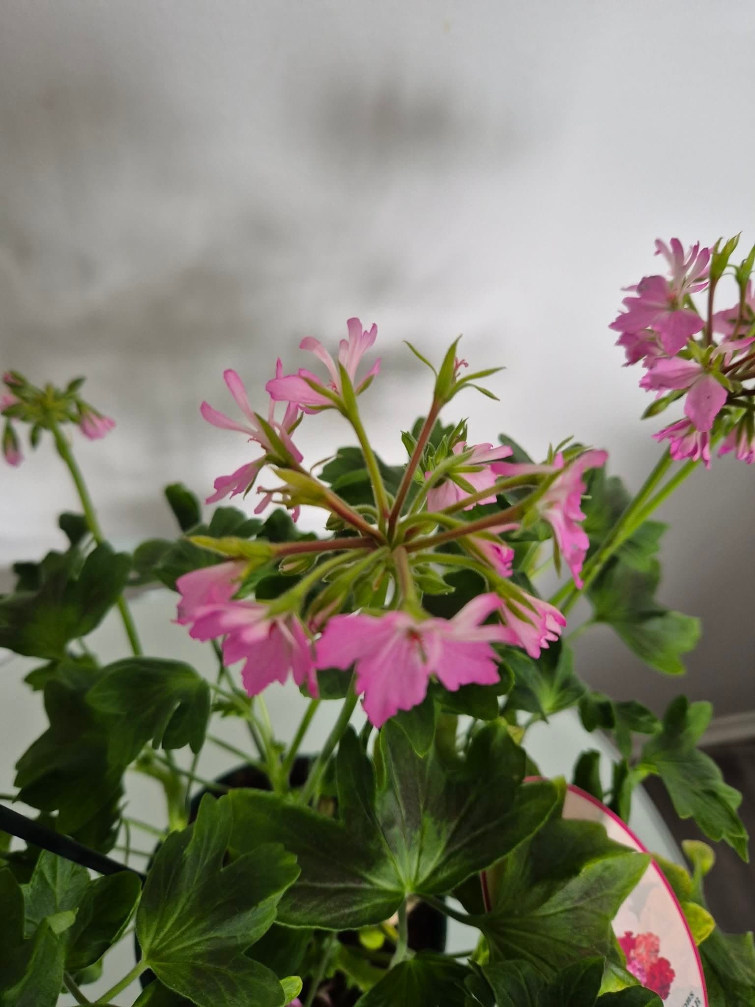Pelargon favorit! Från Sverige