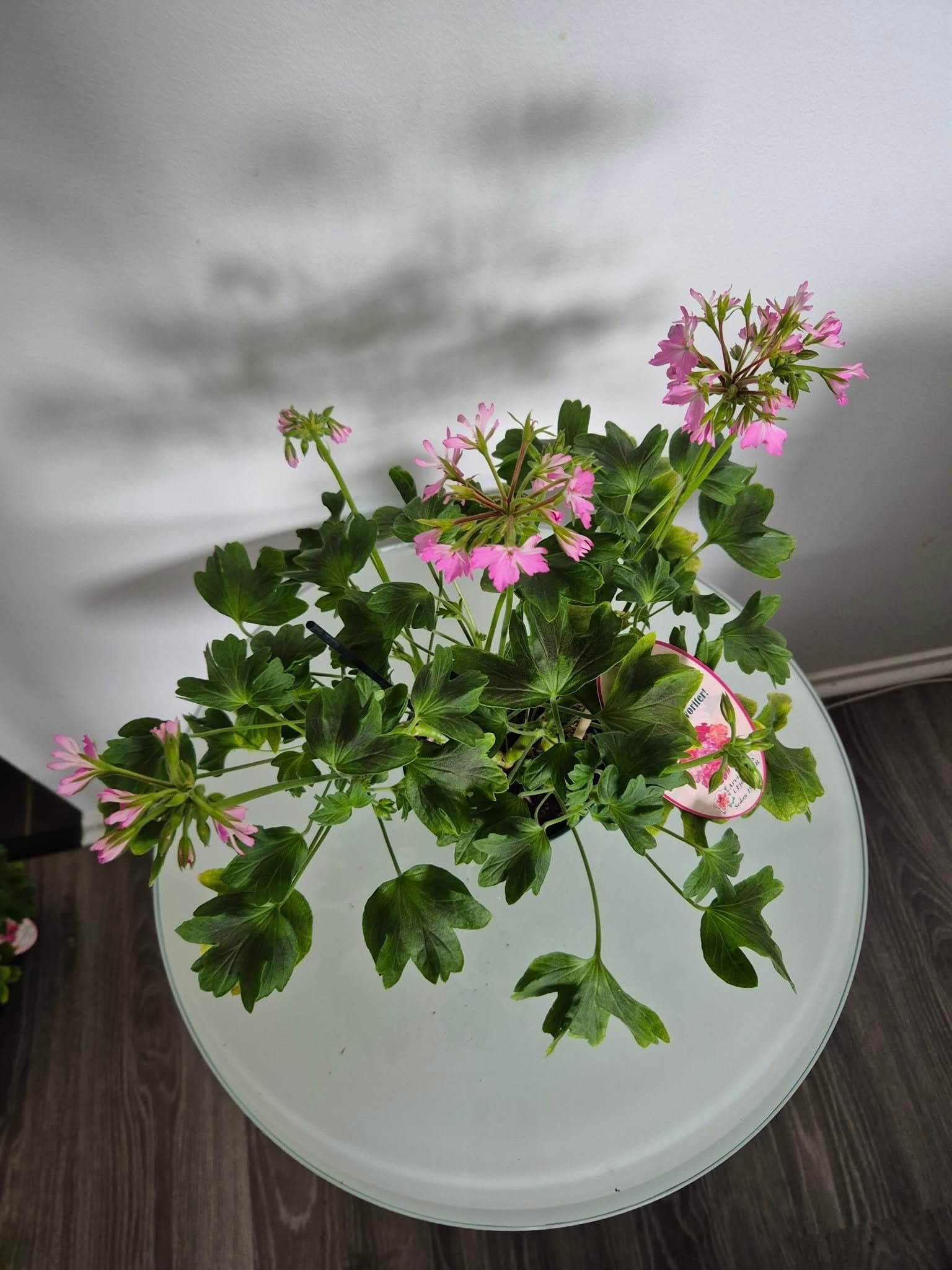 Pelargon favorit! Från Sverige