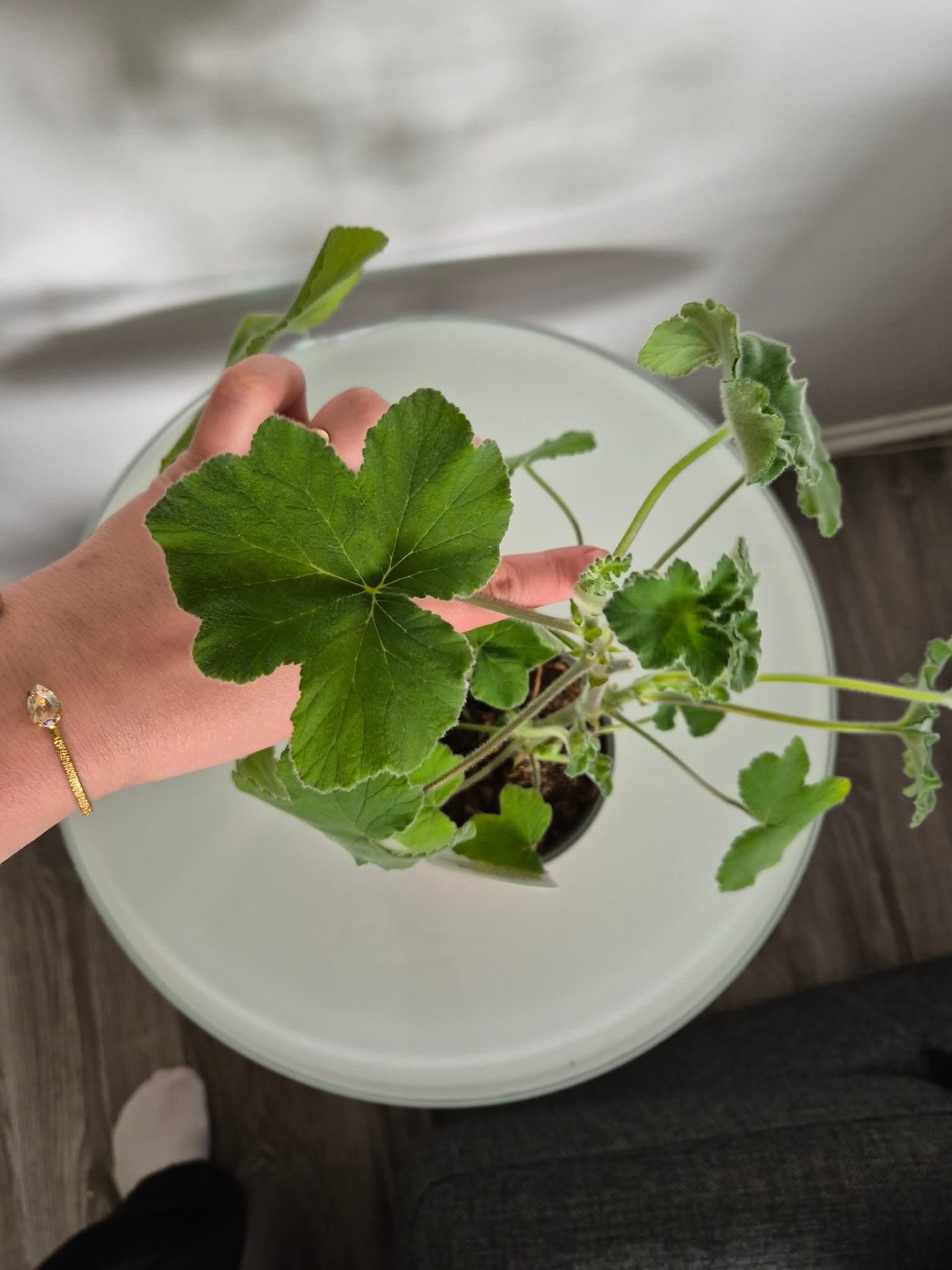 Doftpelargon Tomentosum