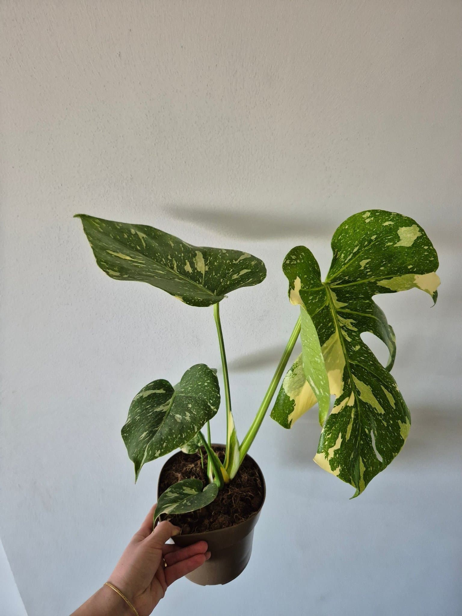 Monstera Thai Constellation stora blad