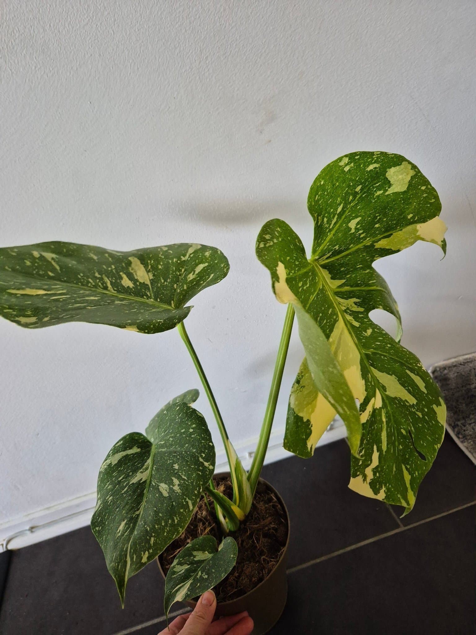 Monstera Thai Constellation stora blad