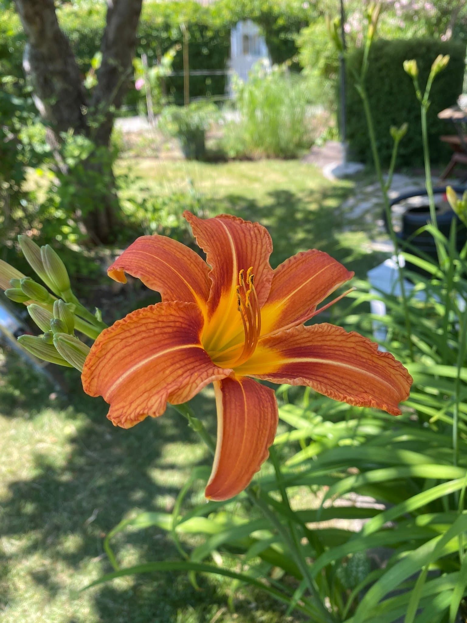 Orangeröd daglilja (Hemerocallis fulva)-ett knippe rötter