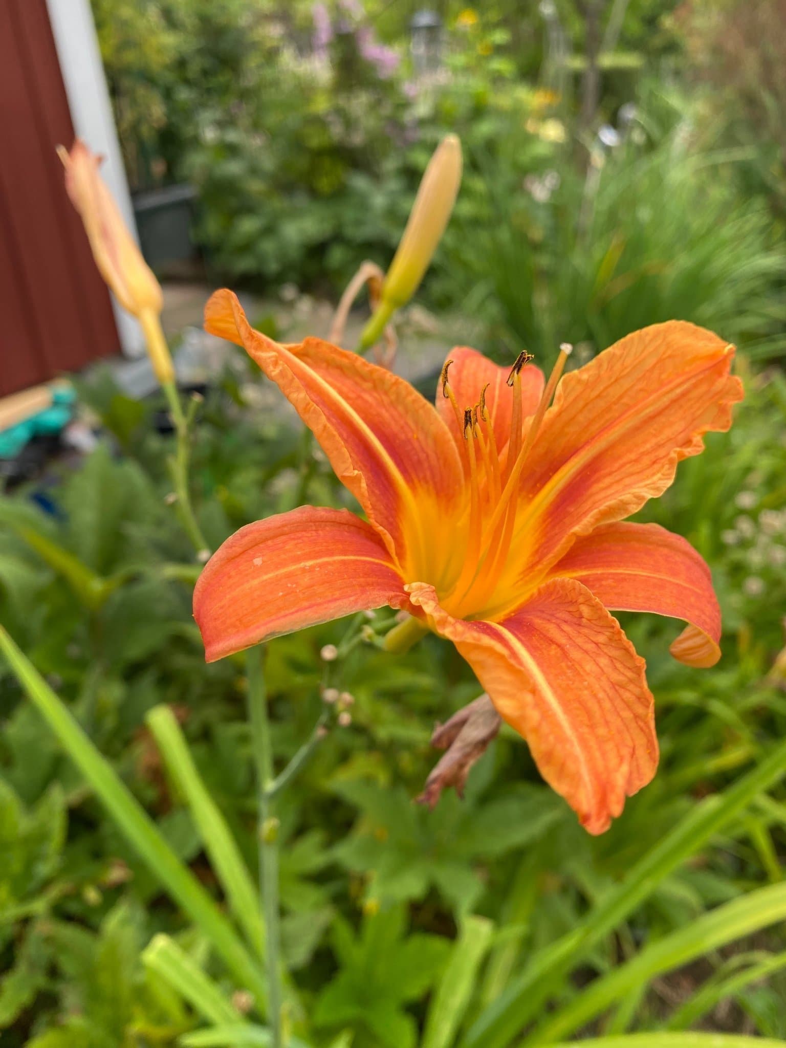 Orangeröd daglilja (Hemerocallis fulva)-ett knippe rötter