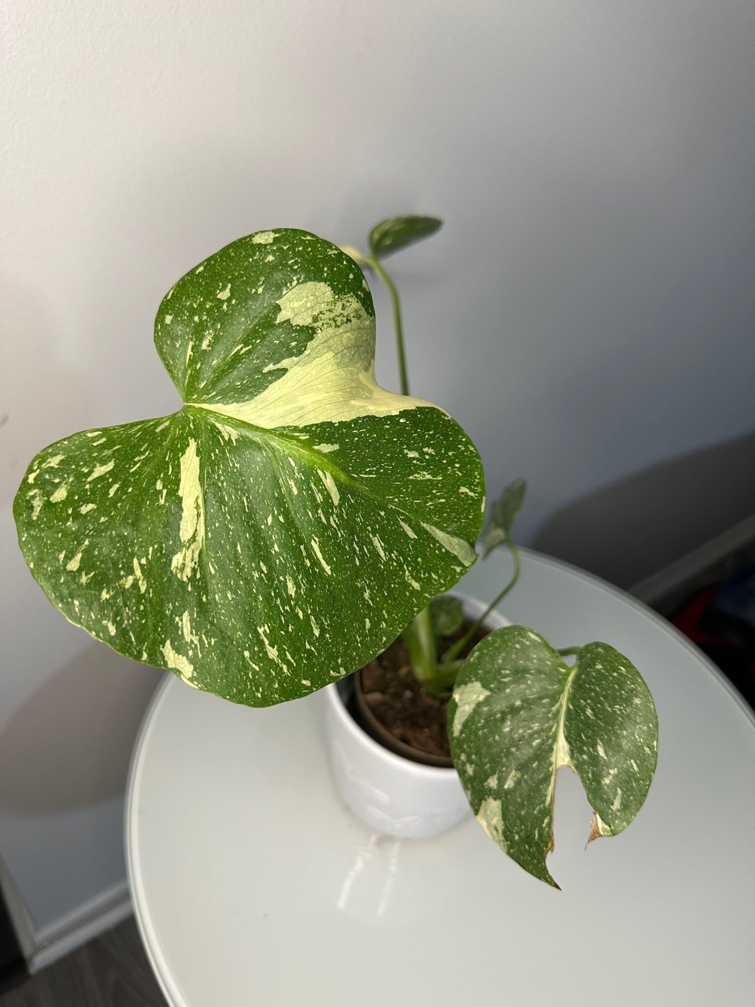 Monstera Thai Constellation