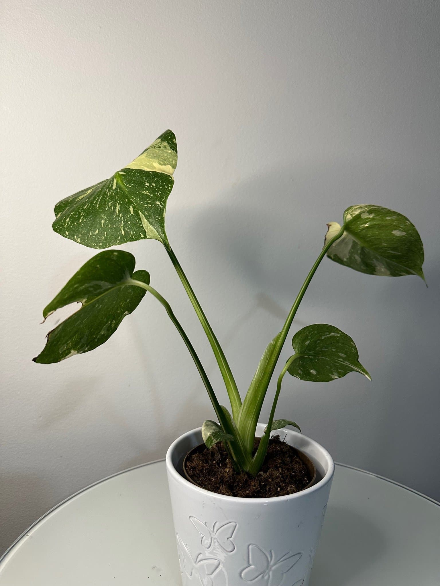 Monstera Thai Constellation