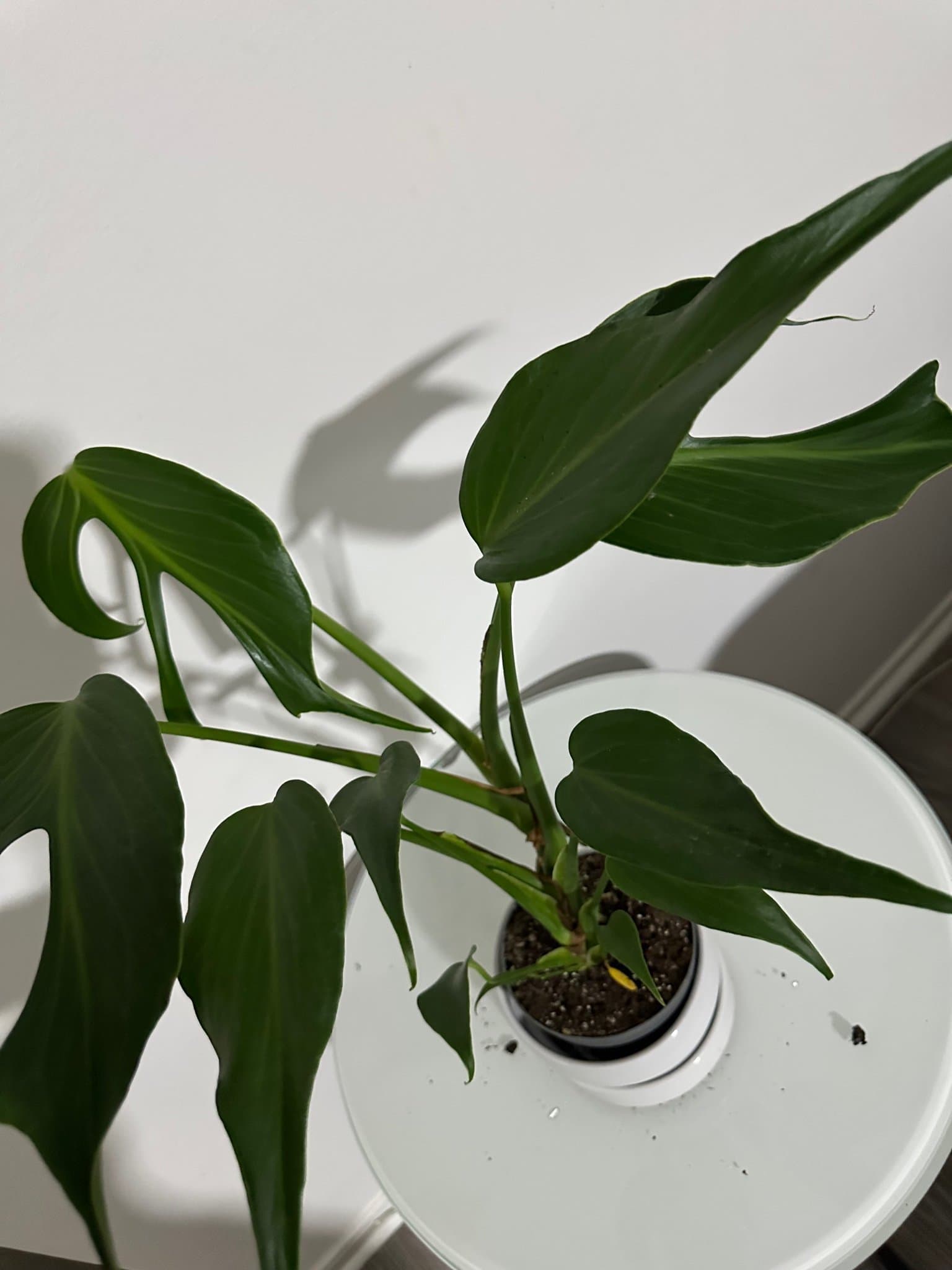 Monstera burle marx flame