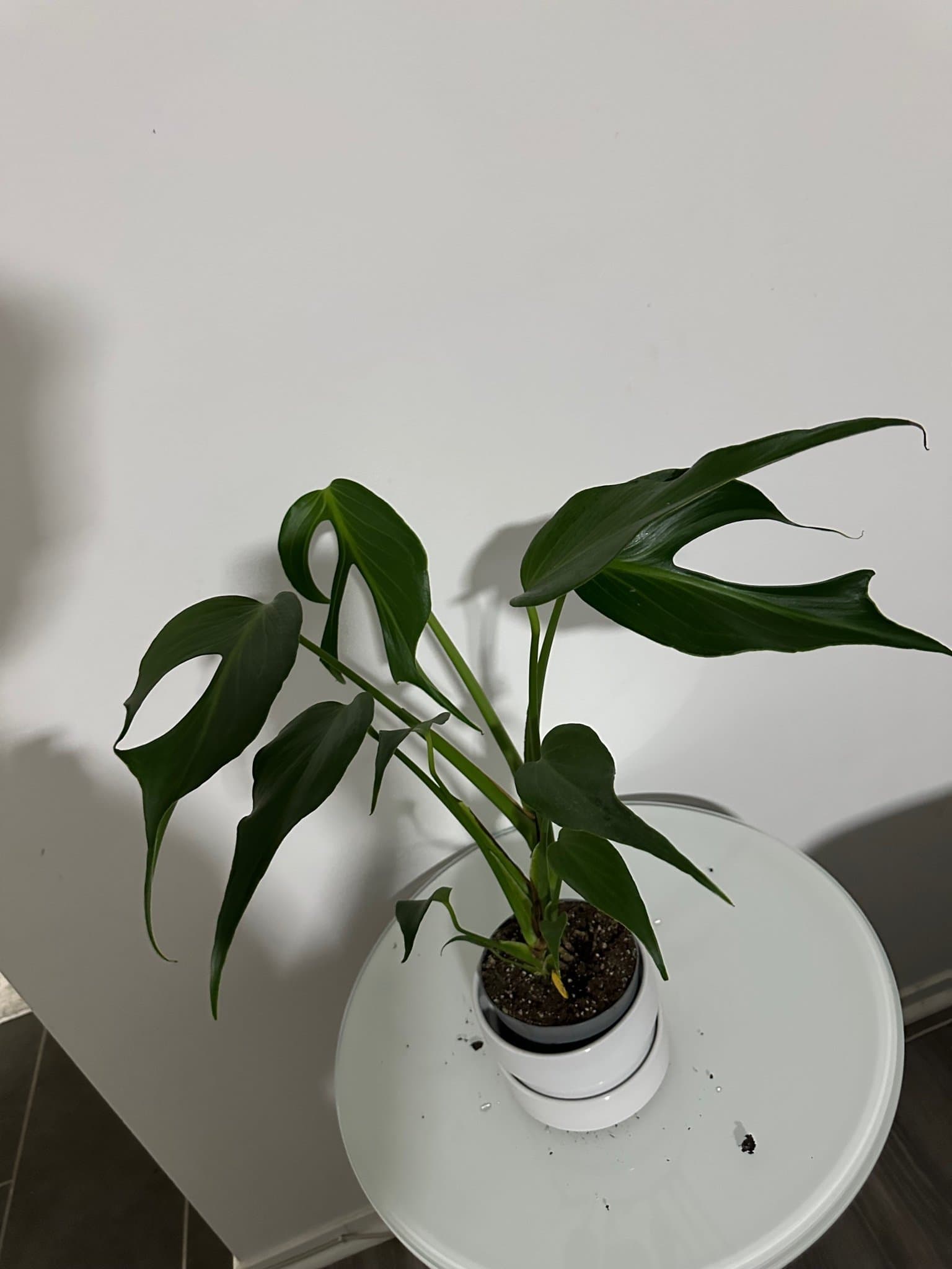 Monstera burle marx flame