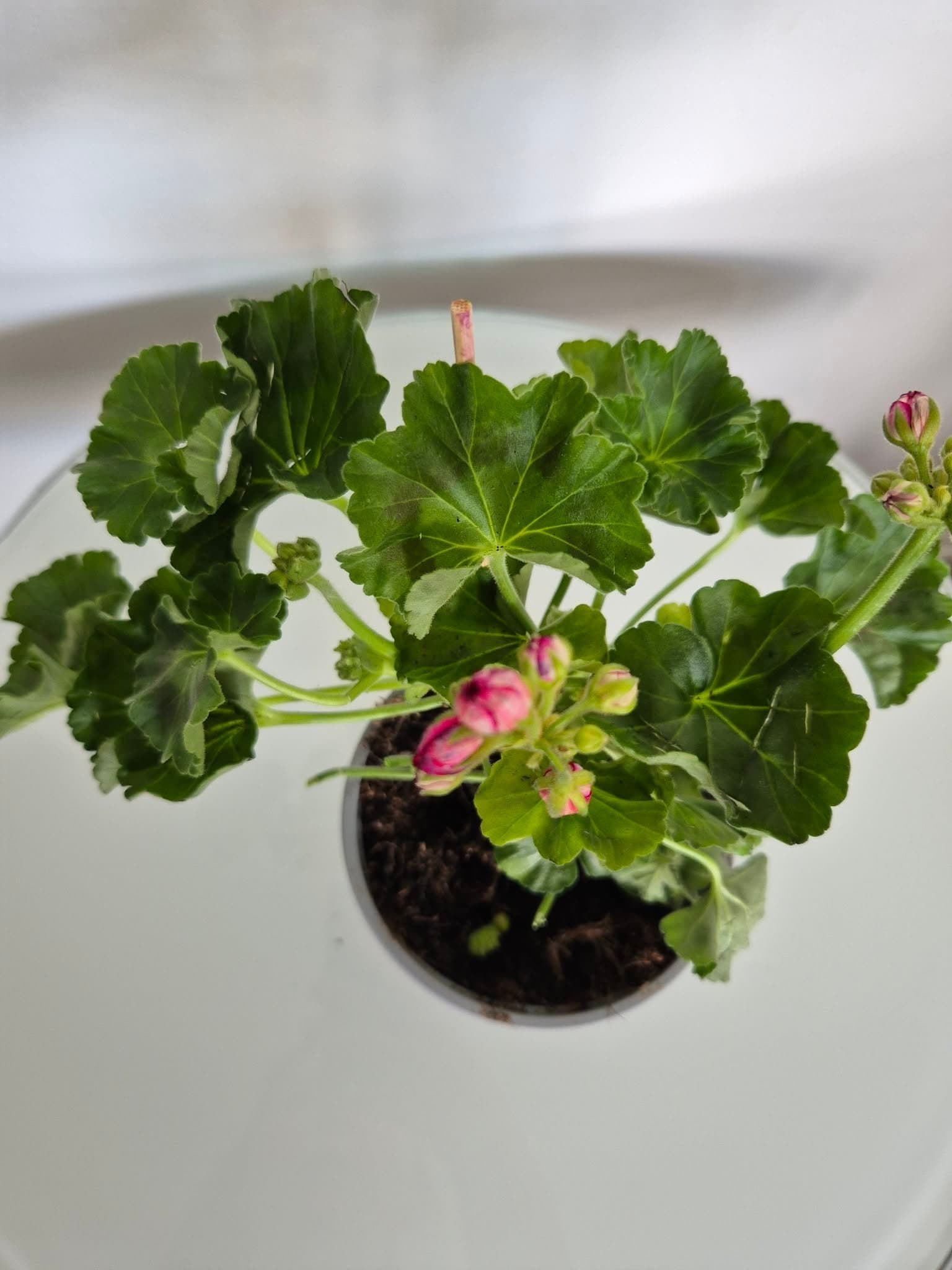 Pelargonium x hortorum 'BLACK KNIGHT'