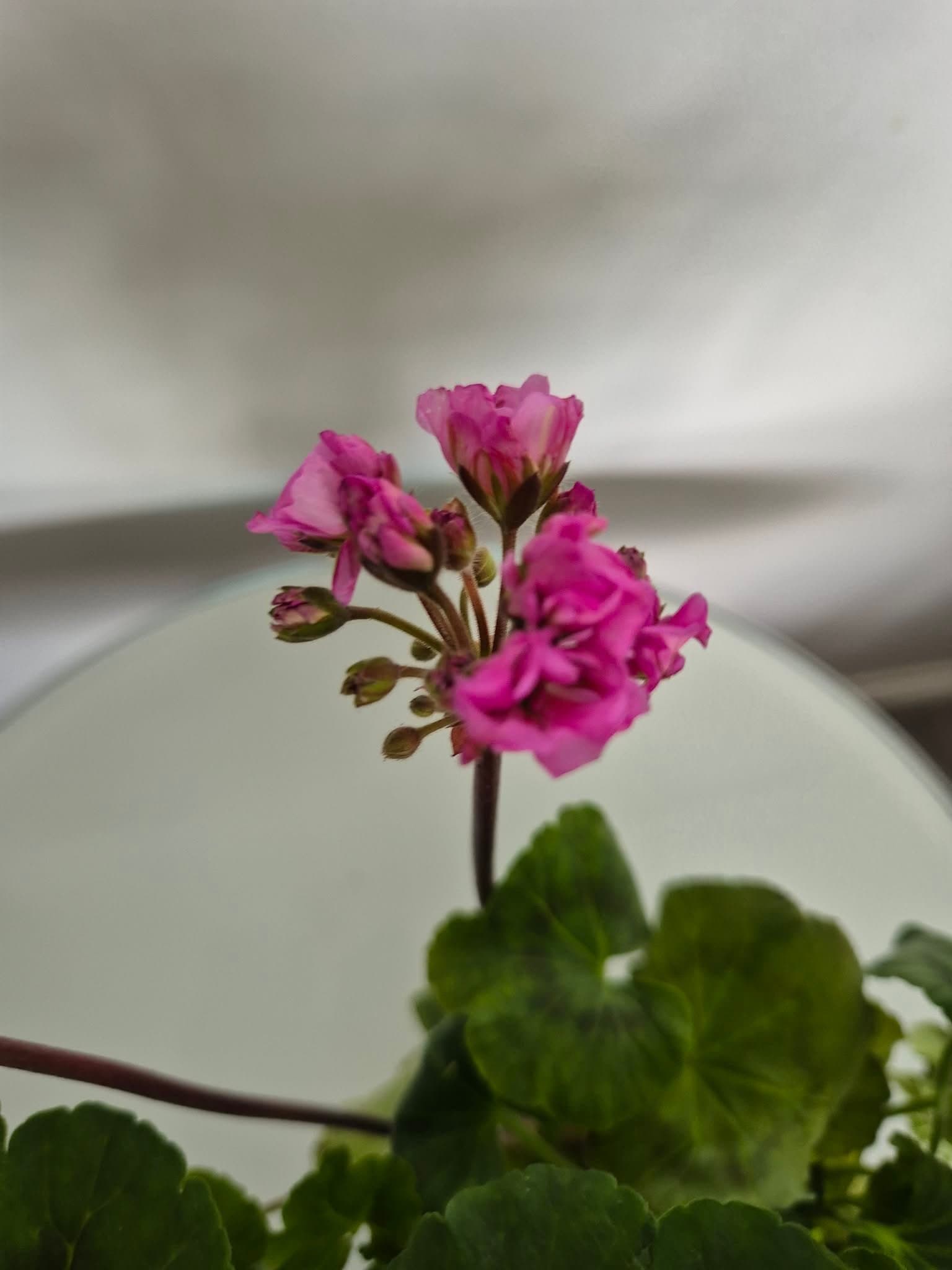 Pelargonium x hortorum 'BLACK KNIGHT'