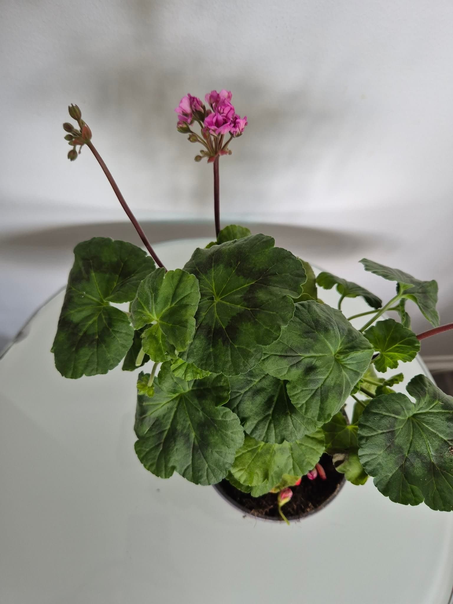 Pelargonium x hortorum 'Black Knight'