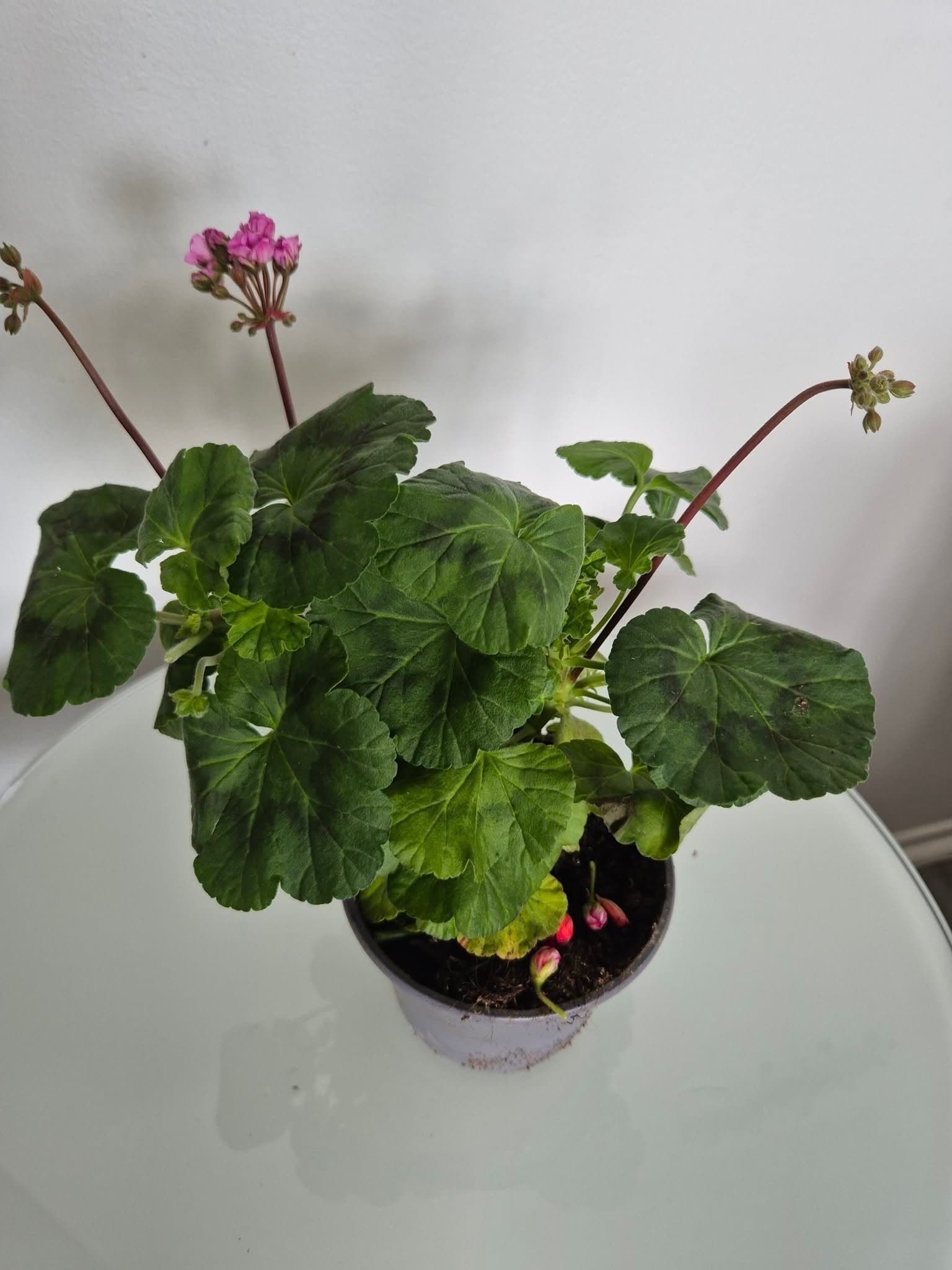 Pelargonium x hortorum 'Black Knight'