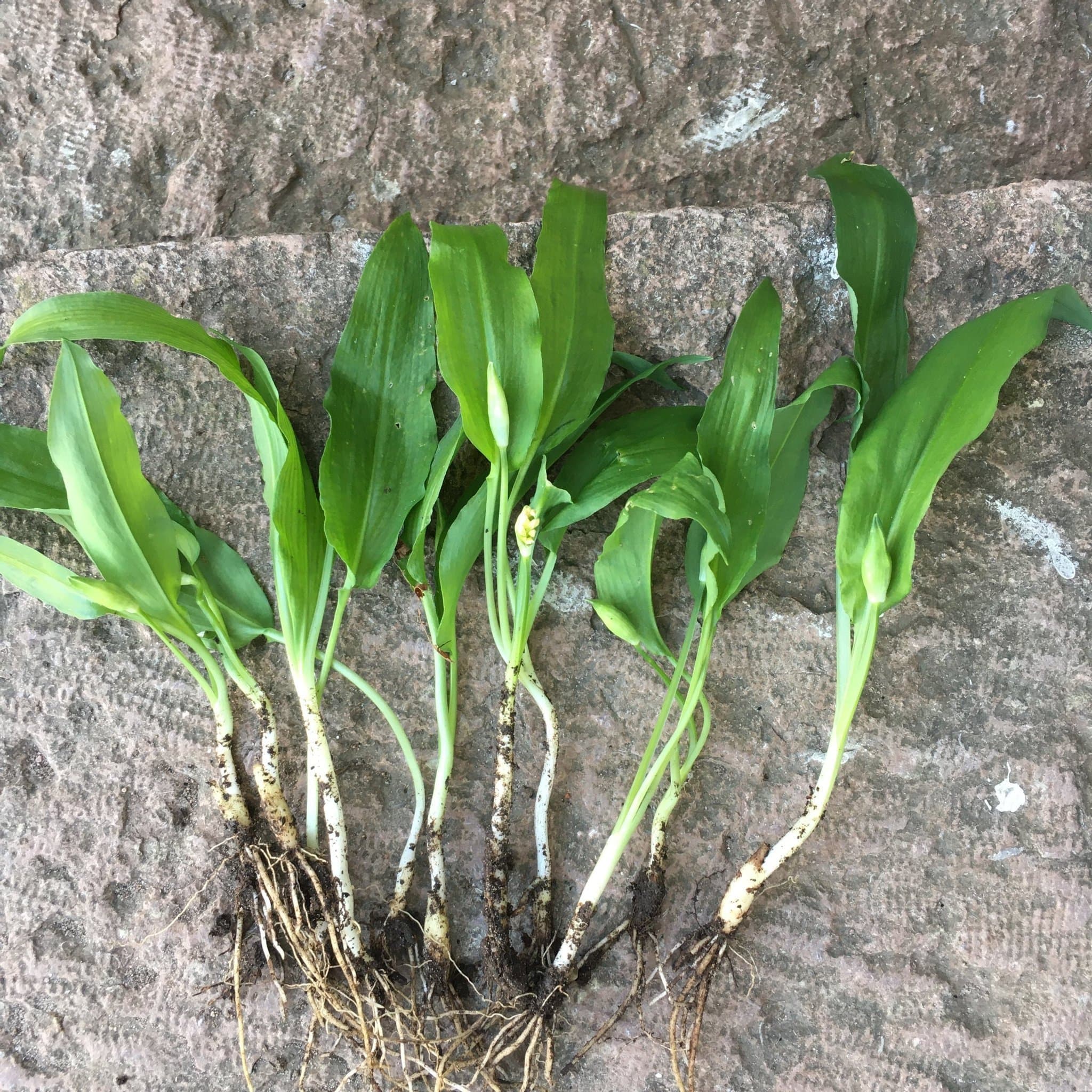 Ramslök plantor 50 st