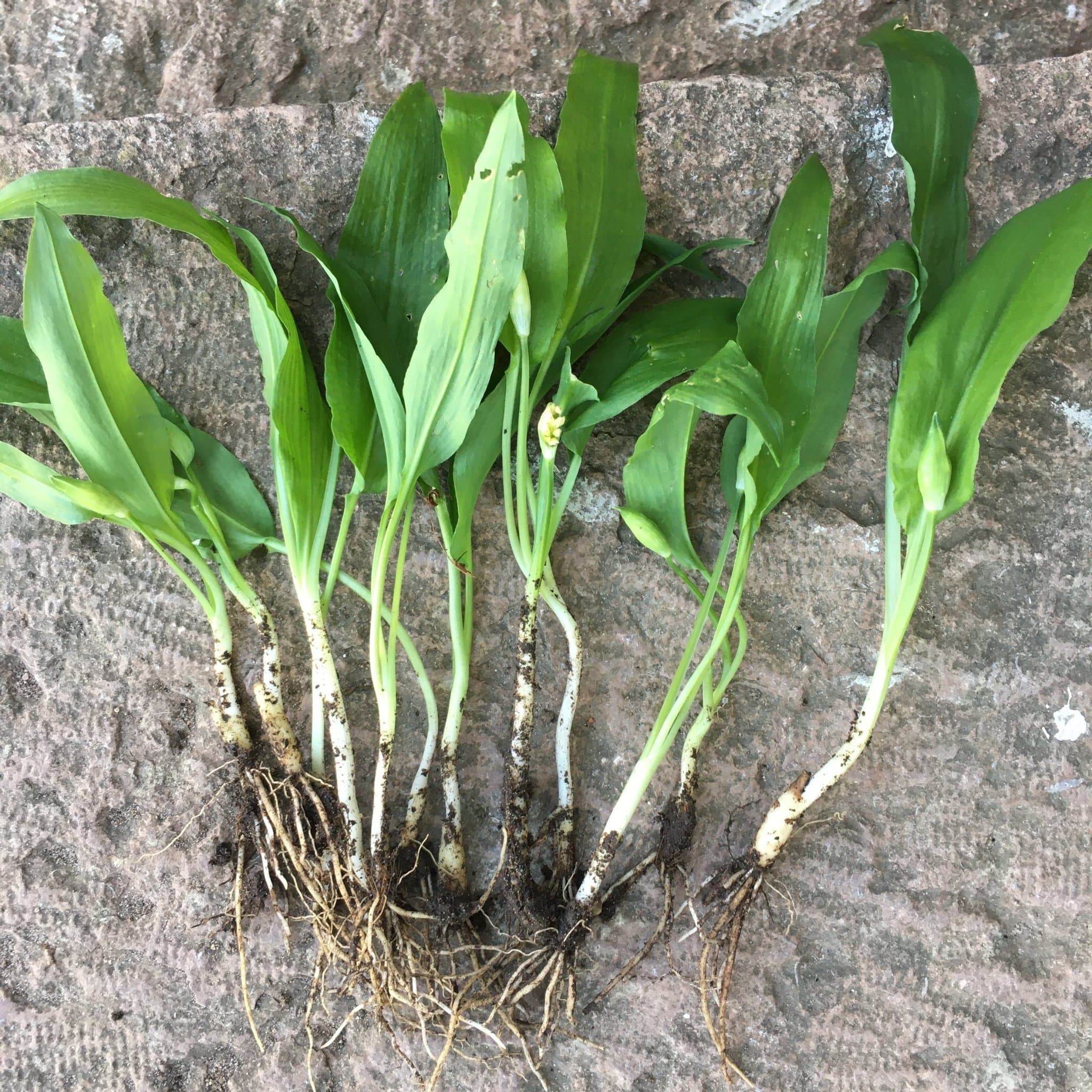 Ramslök plantor 50 st