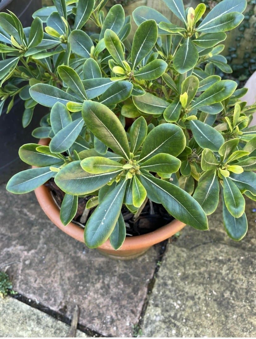 Pitosporum Tobira 'Variegatum' 2 plantor cirka 20 cm