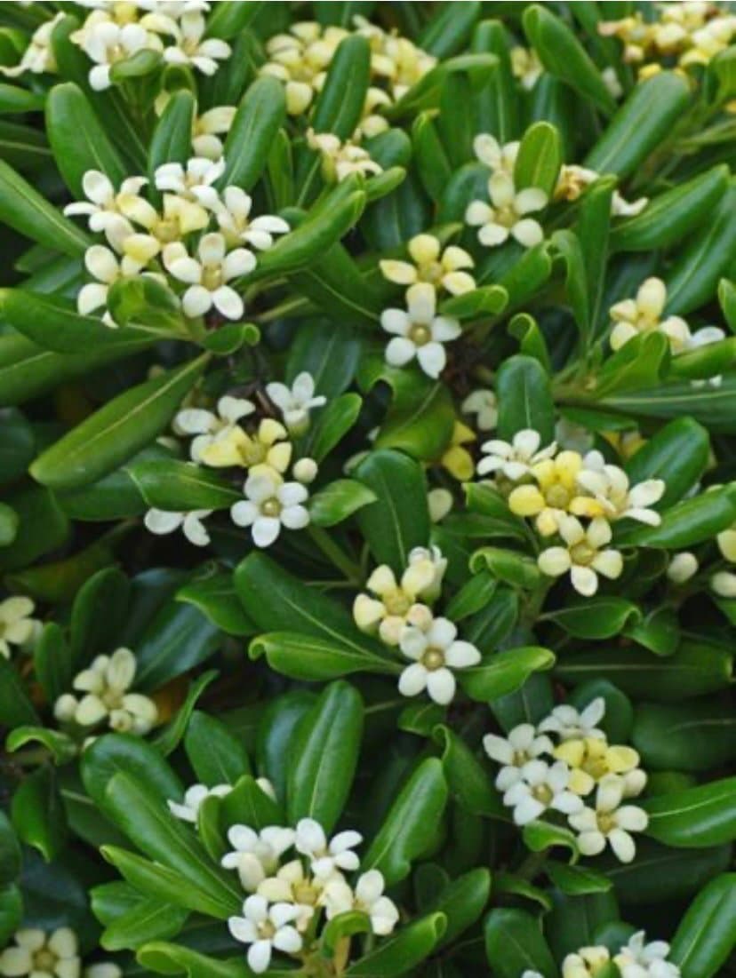 Pitosporum Tobira 'Variegatum' 2 plantor cirka 20 cm