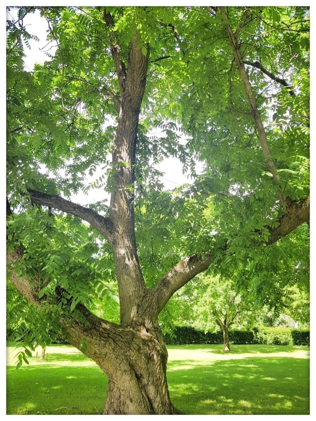 5 ST. GRÅ VALNÖT JUGLANS CINEREA KÄRNOR NÖTTER