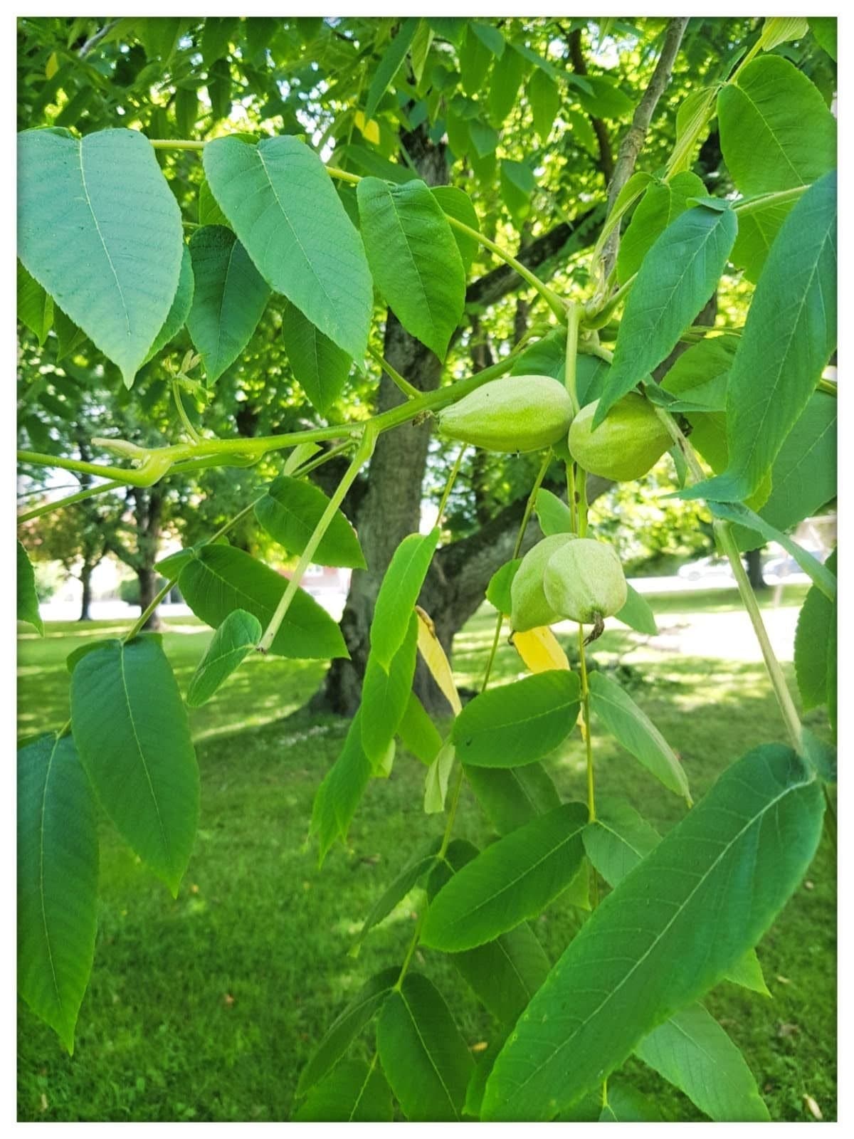 5 ST. GRÅ VALNÖT JUGLANS CINEREA KÄRNOR NÖTTER