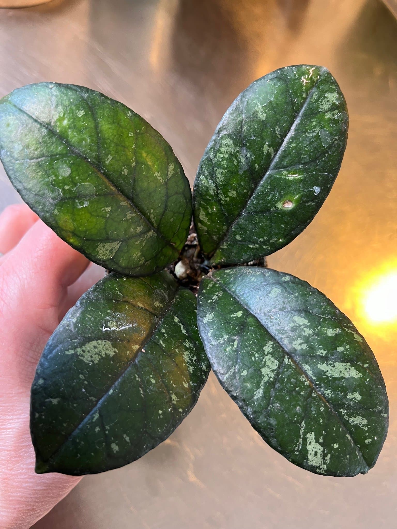 Hoya 'Crassipetiolata Splash' planta