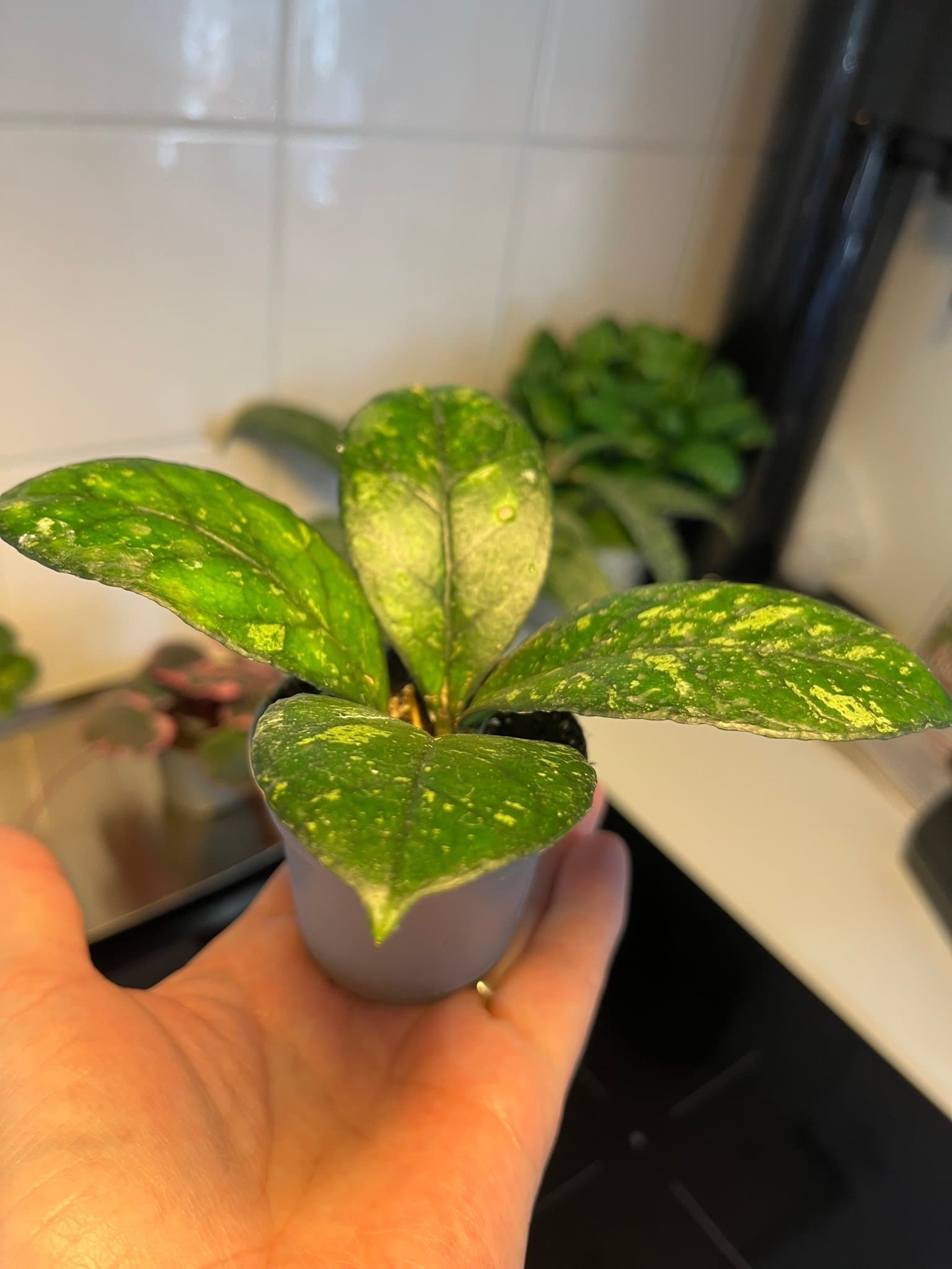 Hoya 'Crassipetiolata Splash' planta