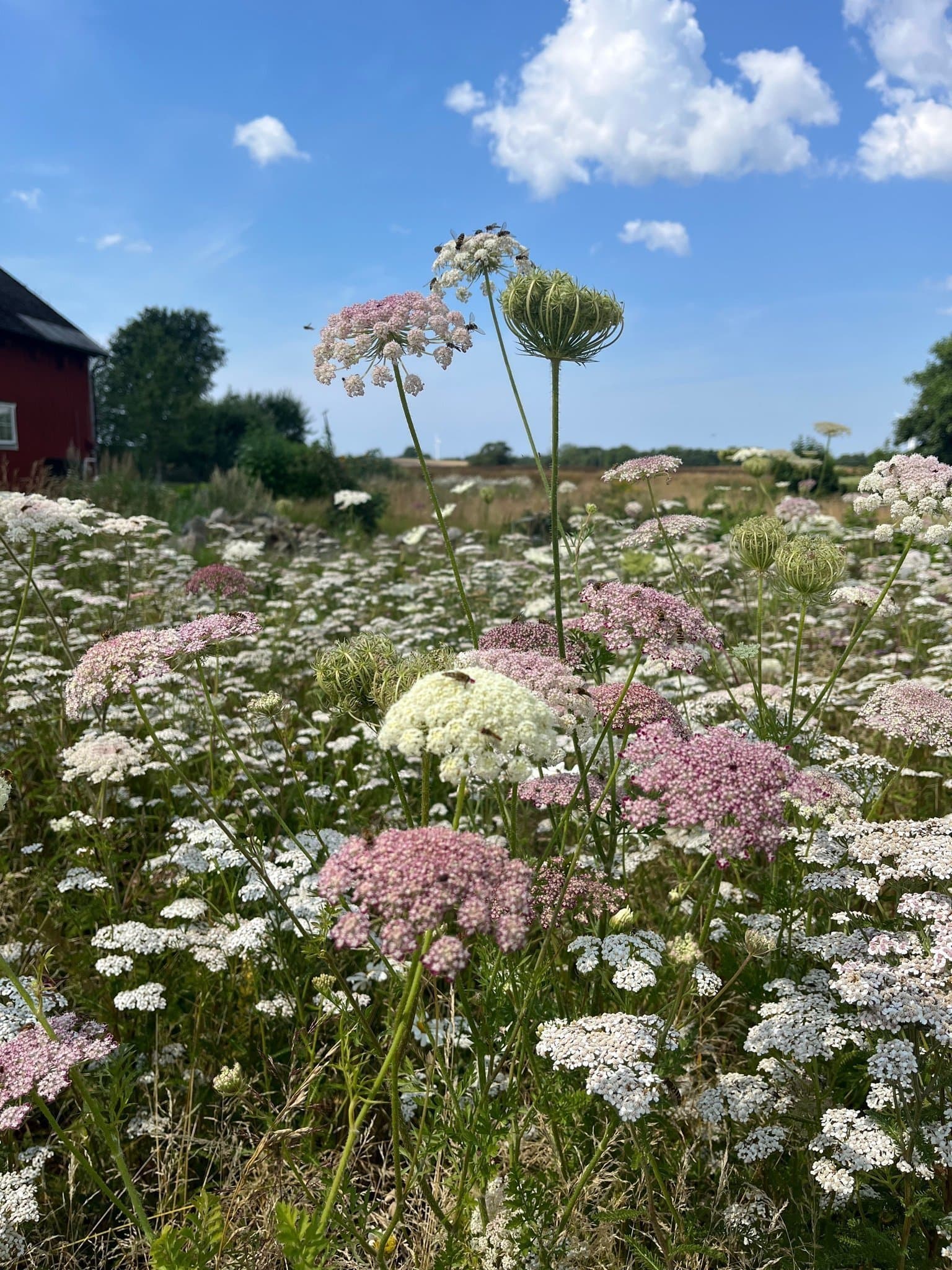 1 dl Blomstermorot ’Dara’ – Ca 6000-8000 fröer! Skapa din egen drömäng