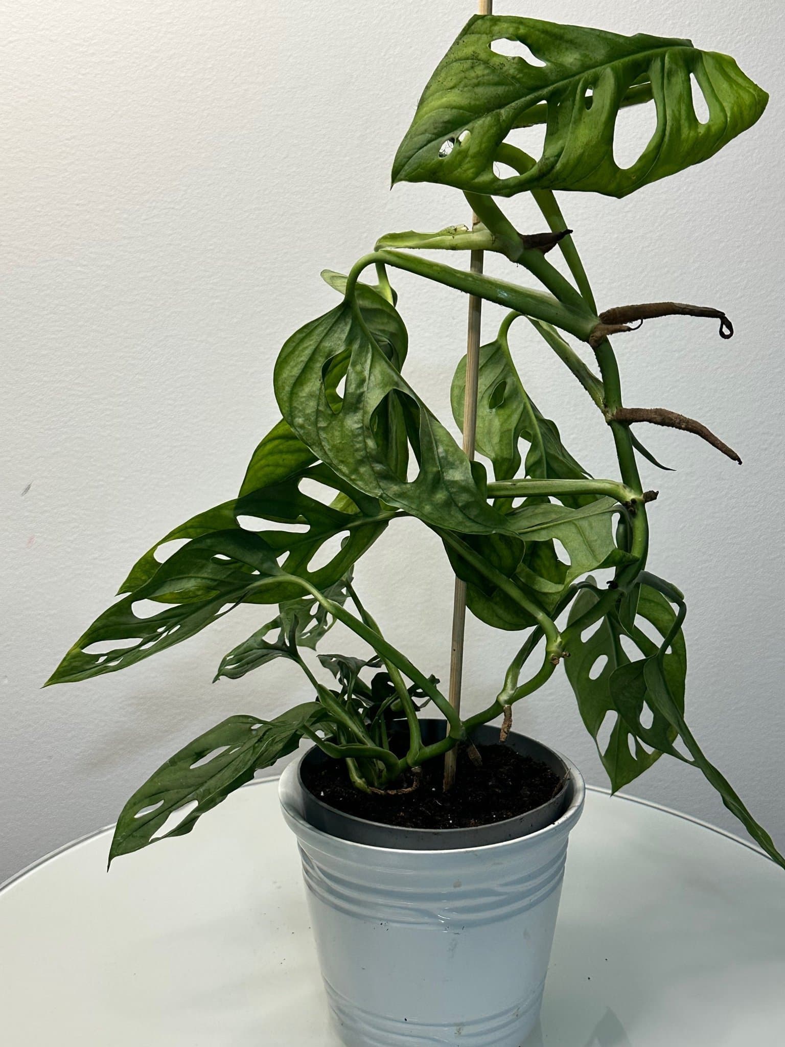 Monstera Adansonii