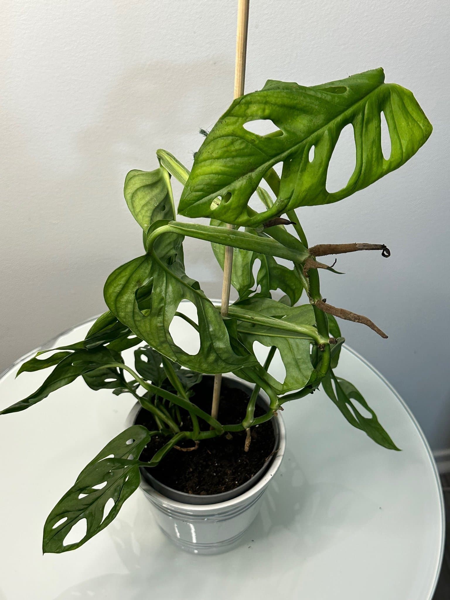 Monstera Adansonii