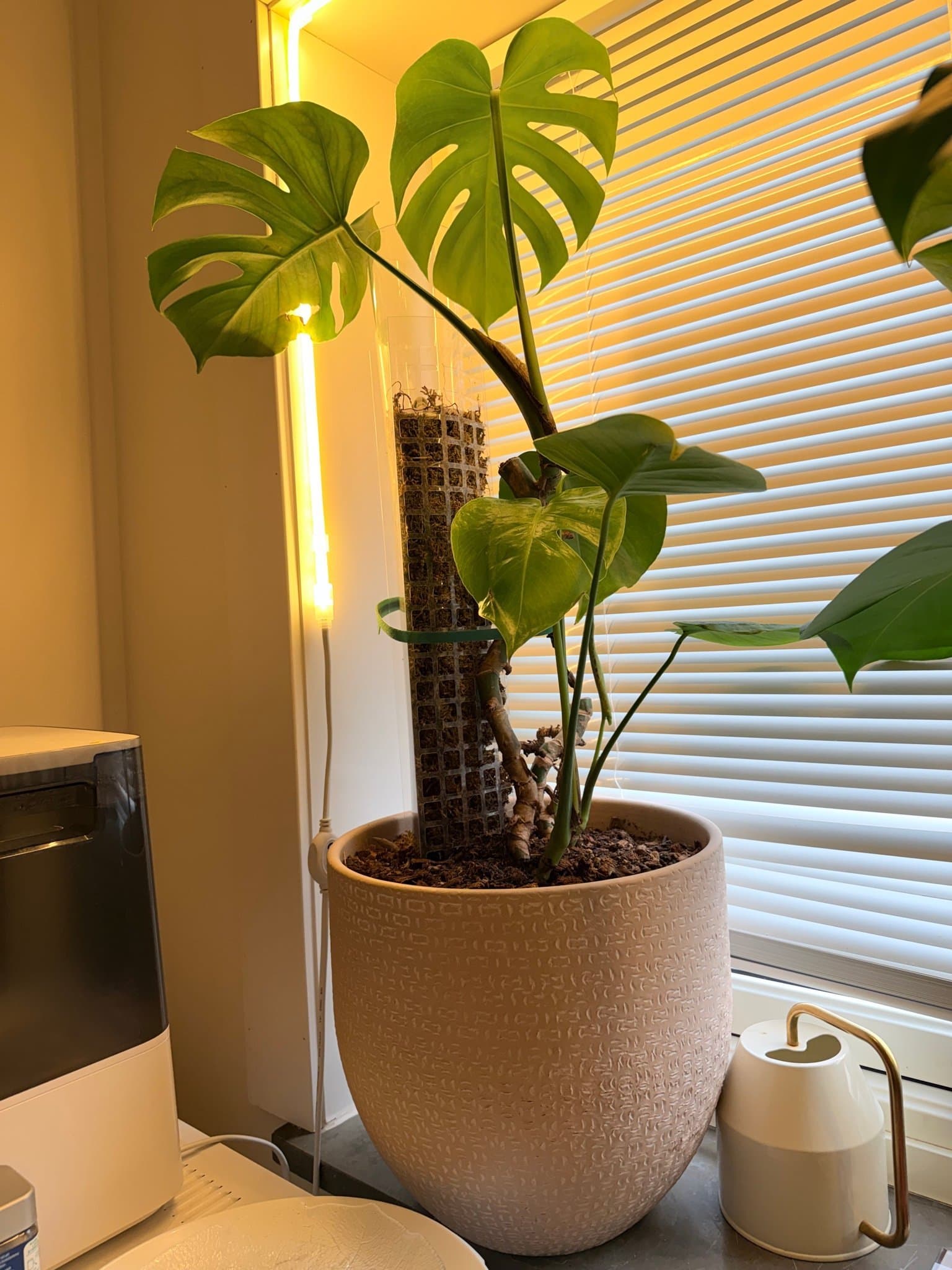 Monstera Deliciosa med mosstock