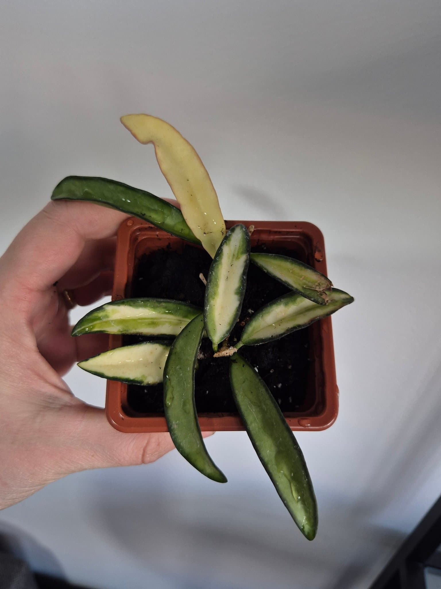 Hoya wayetii ’Tricolor’ varijegata