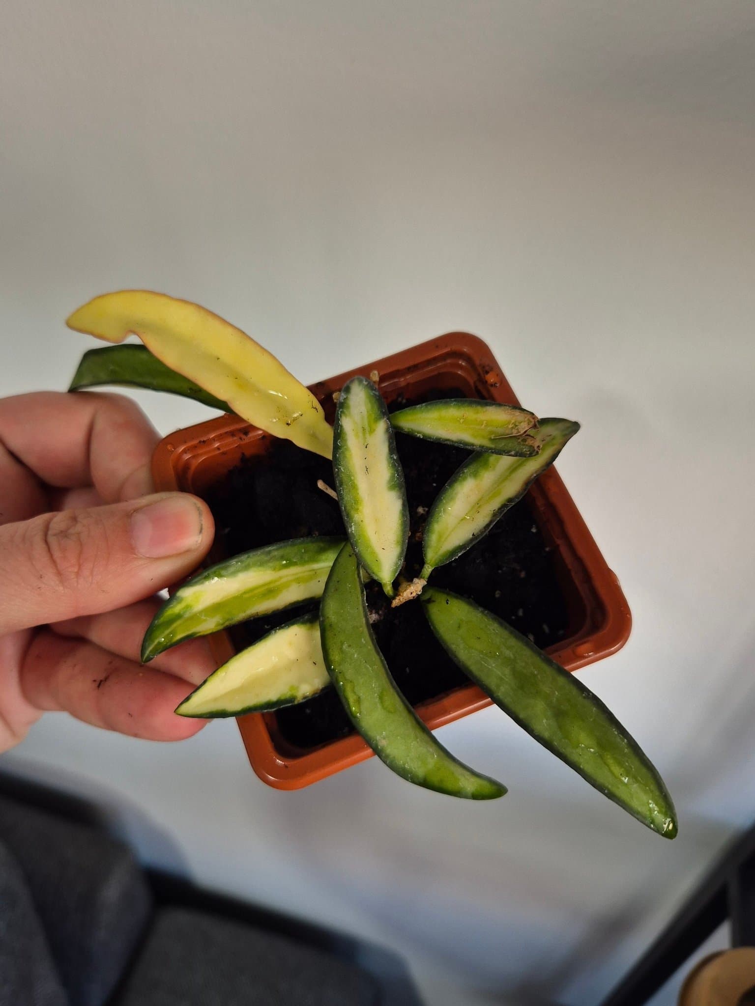 Hoya wayetii ’Tricolor’ varijegata