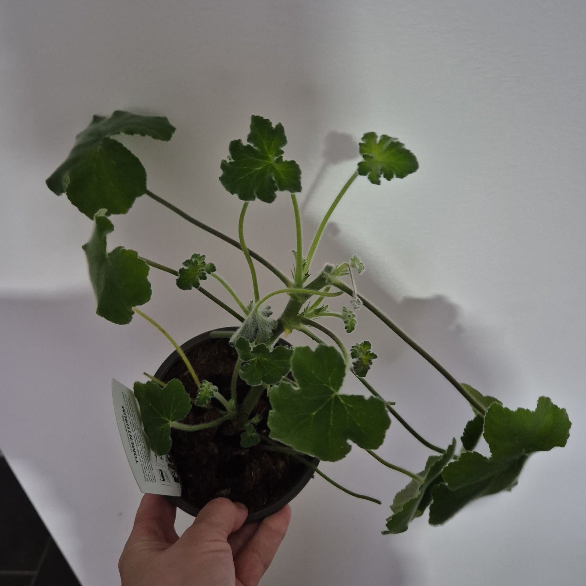 Doftpelargon Tomentosum