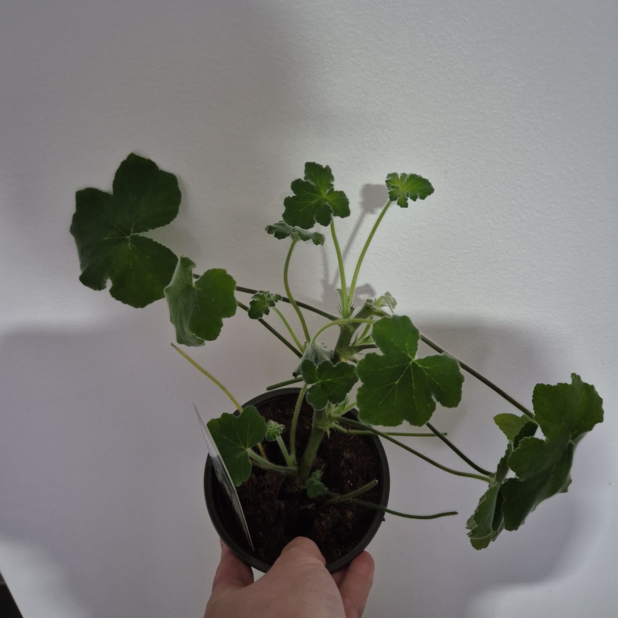 Doftpelargon Tomentosum