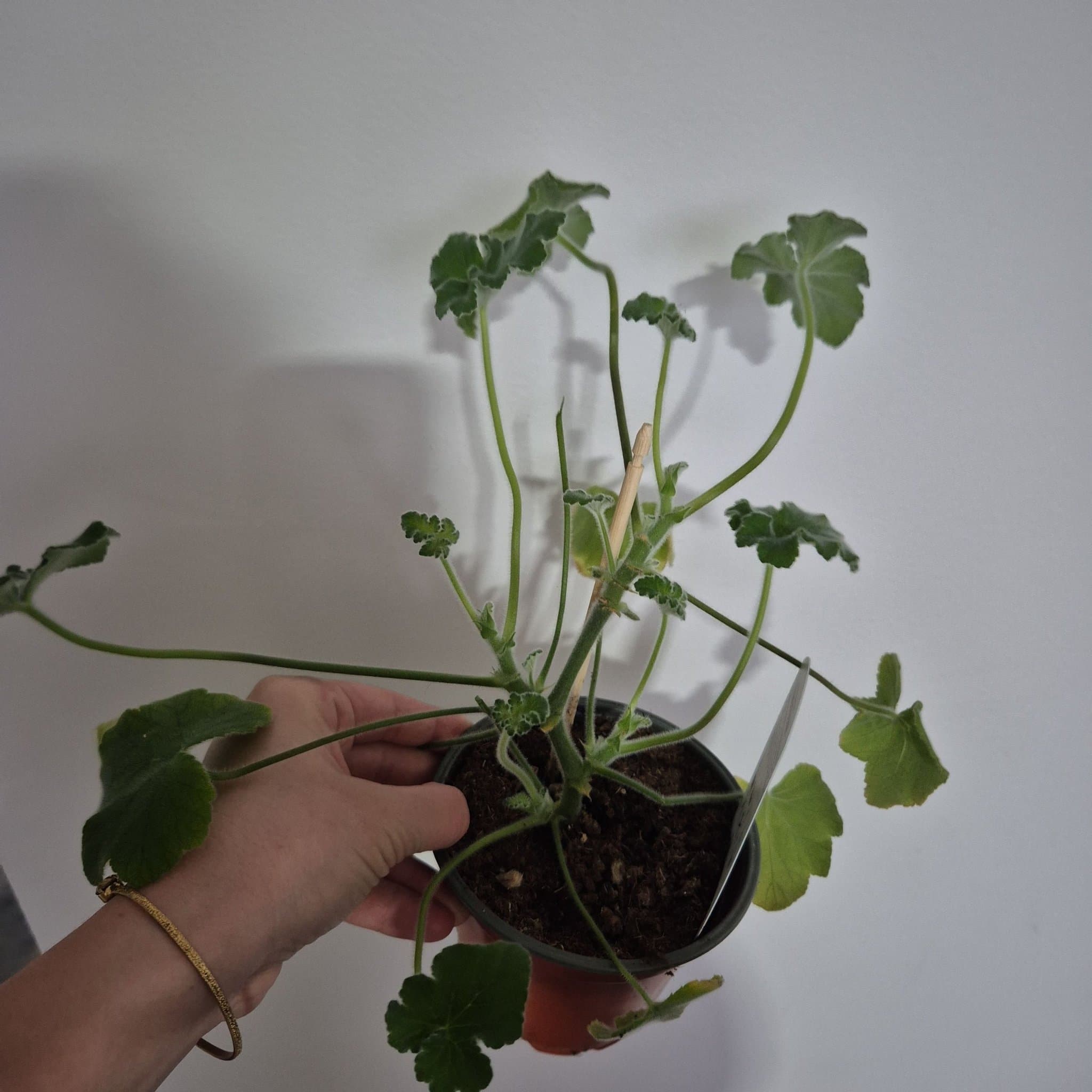 Doftpelargon Tomentosum