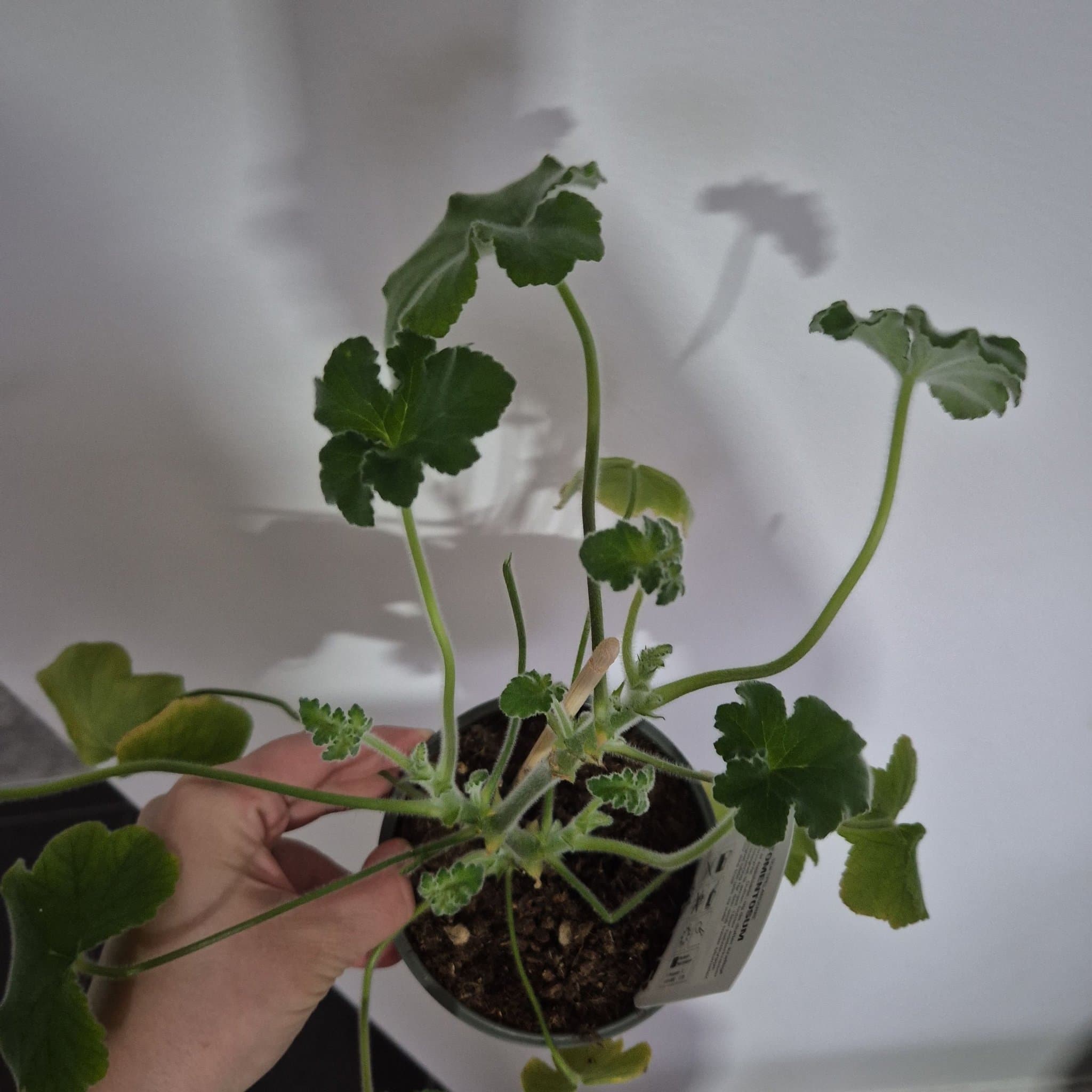 Doftpelargon Tomentosum